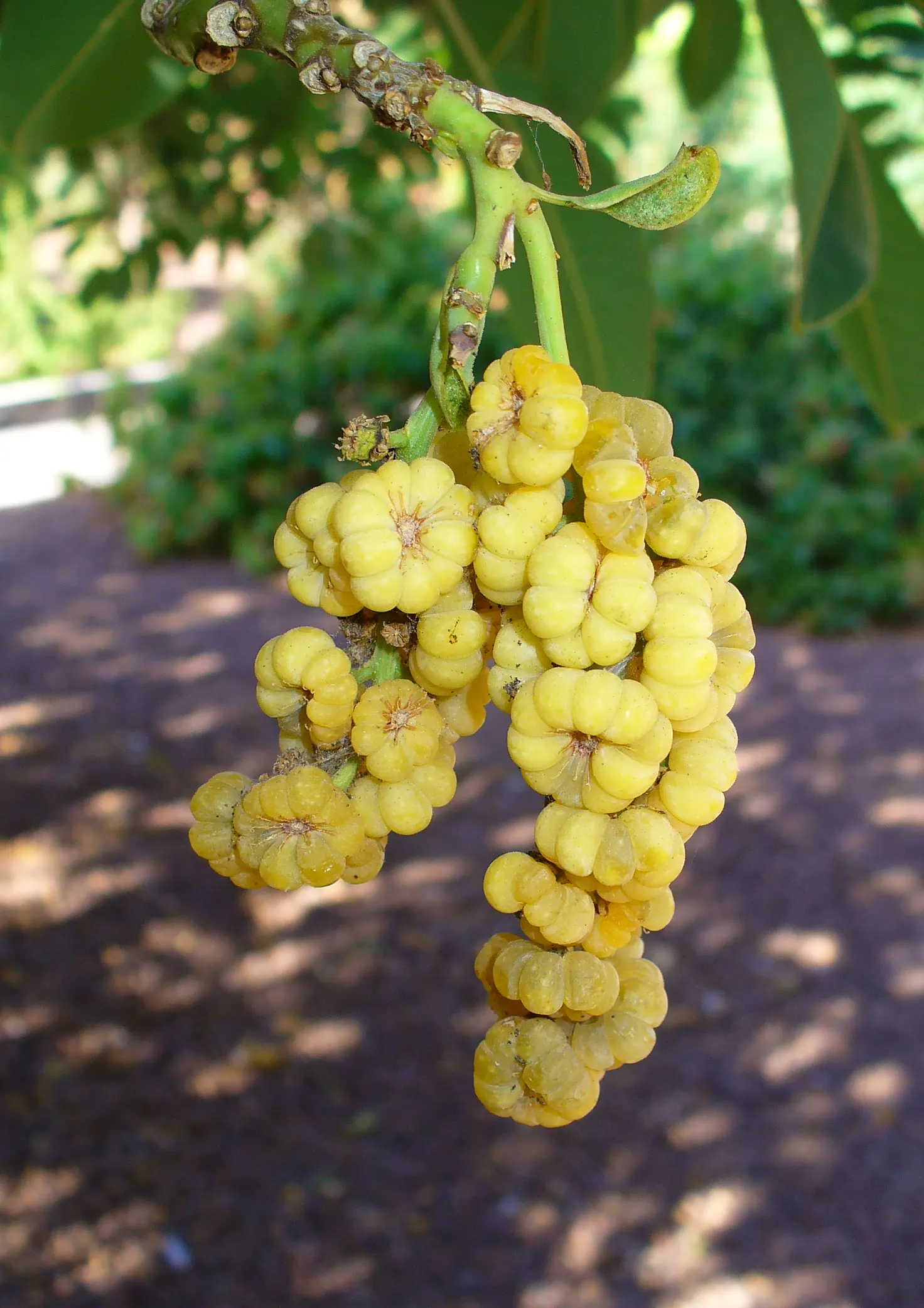 Ombu (Phytolacca Dioca) — typically spanning from 8 to 12 inches long; its robust, fire-resistant trunk grows to about 3-4 feet in diameter
