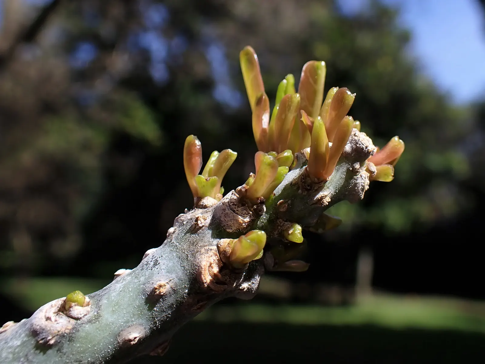 Ombu (Phytolacca Dioca) — is renowned for its massive; it is actually a fast-growing evergreen perennial