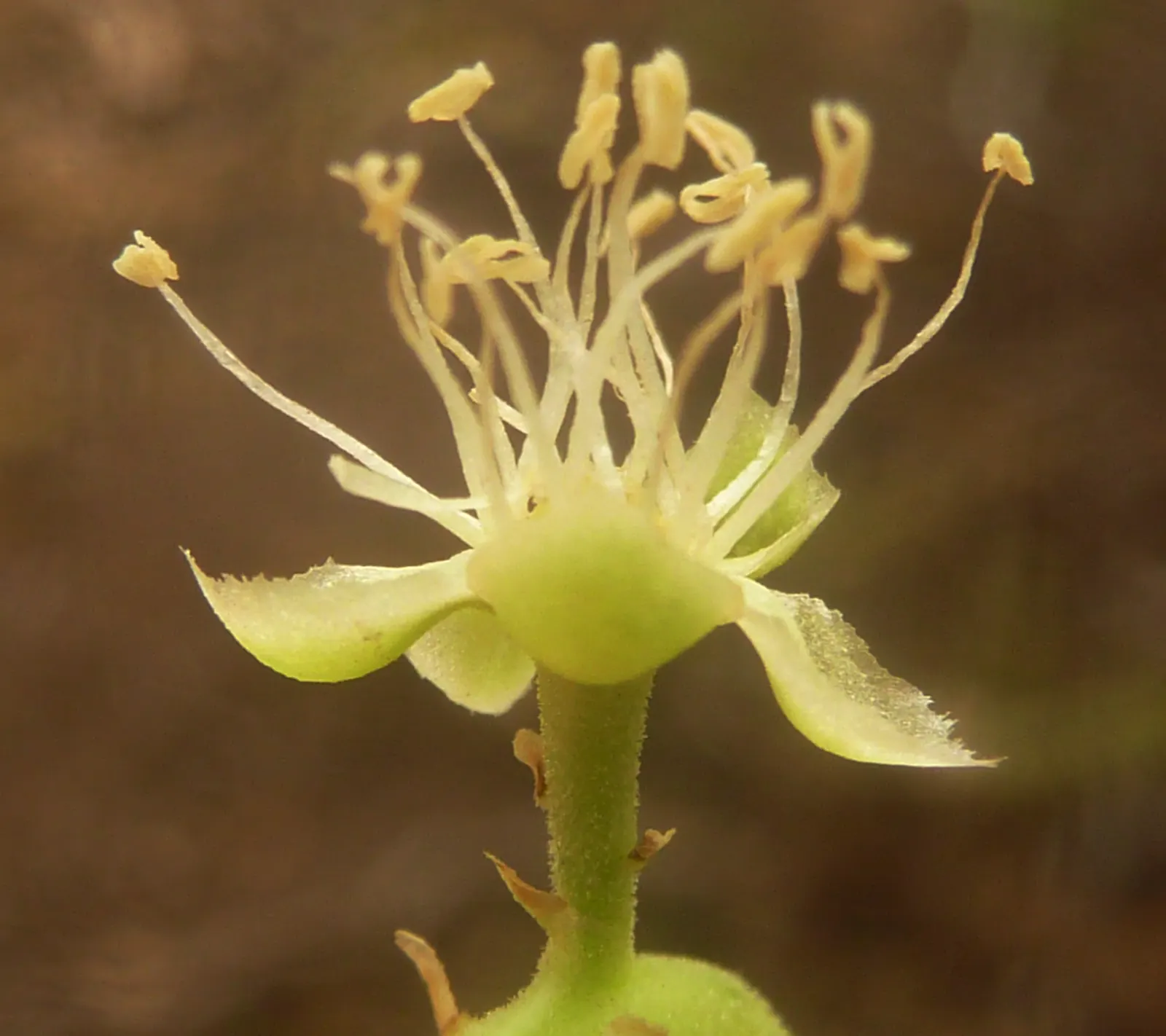 Ombu (Phytolacca Dioca) — a valuable characteristic for conservation-minded gardening.<br><br>Lush; this trait ensures survival in dry conditions and reduces