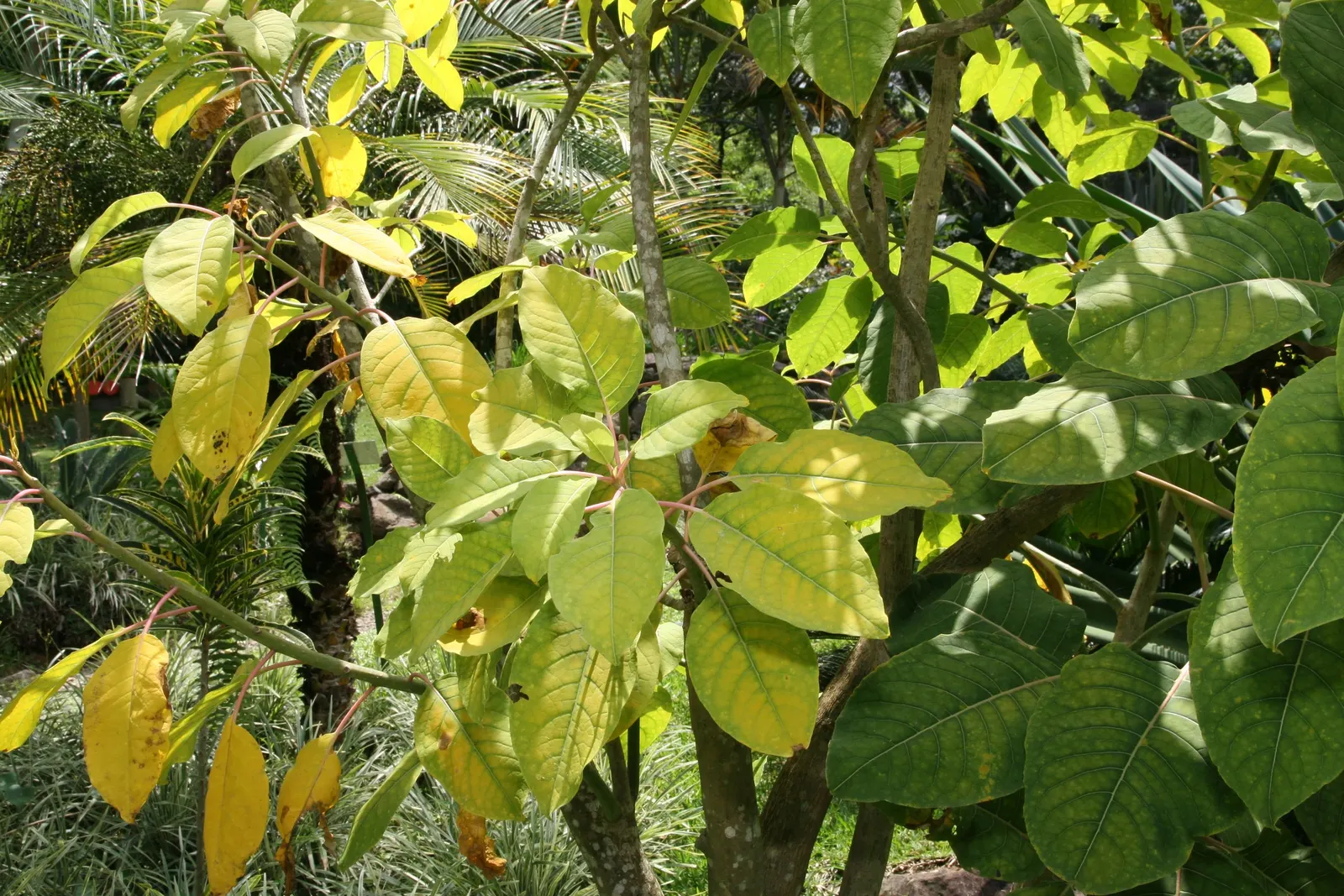 Ombu (Phytolacca Dioca) — is a remarkable and resilient specimen; its robust, fire-resistant trunk grows to about 3-4 feet in diameter