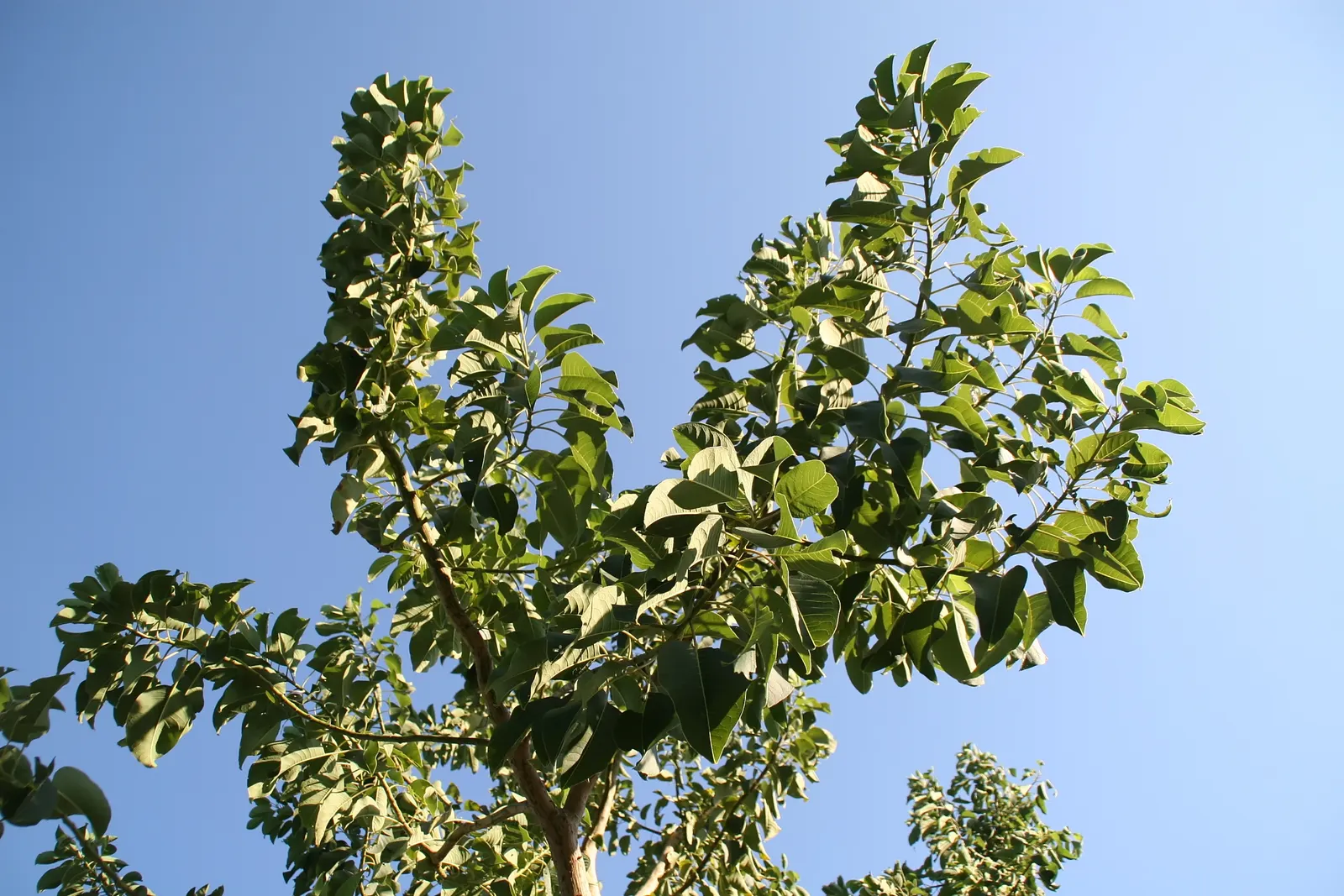 Ombu (Phytolacca Dioca) — fire-resistant trunk with a unique