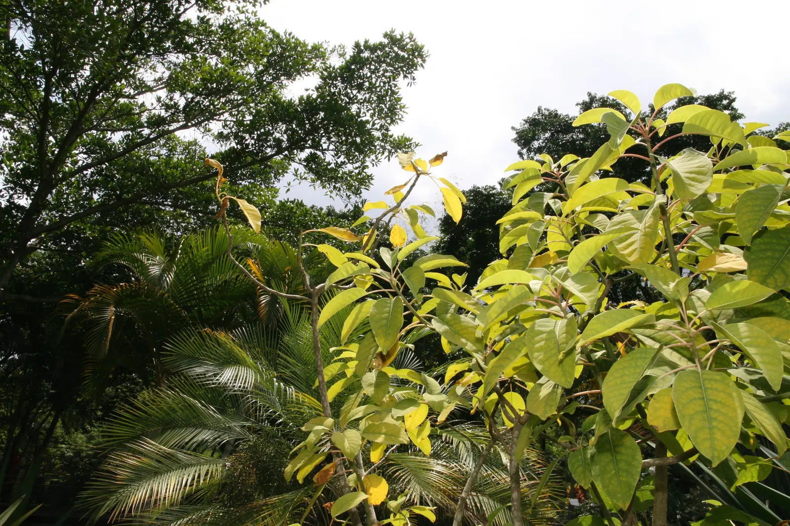 Ombu (Phytolacca Dioca) — making it exceedingly drought-tolerant