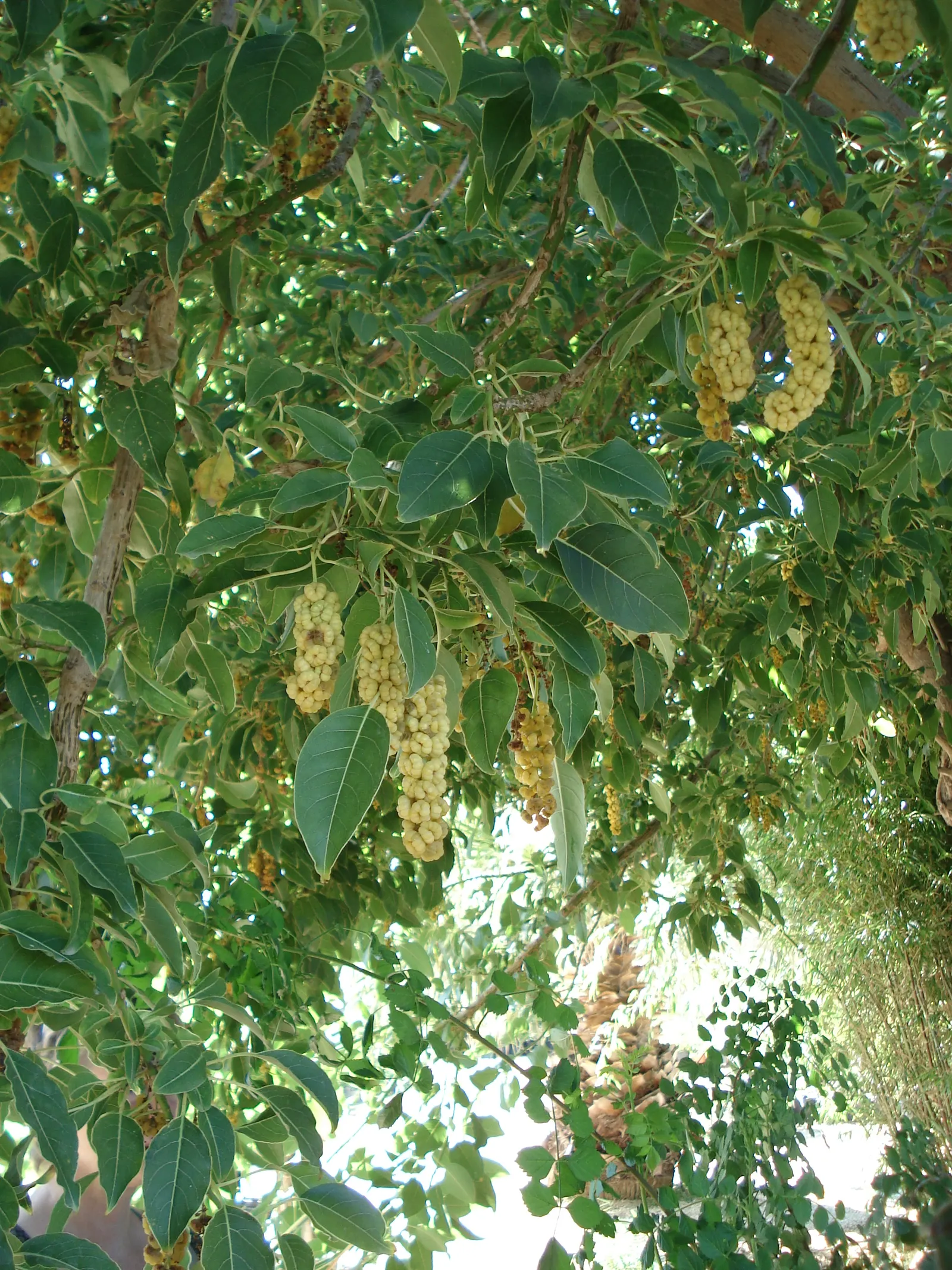 Ombu (Phytolacca Dioca) — Though native to the Pampas of South America; which can affect nearby structures and pavements