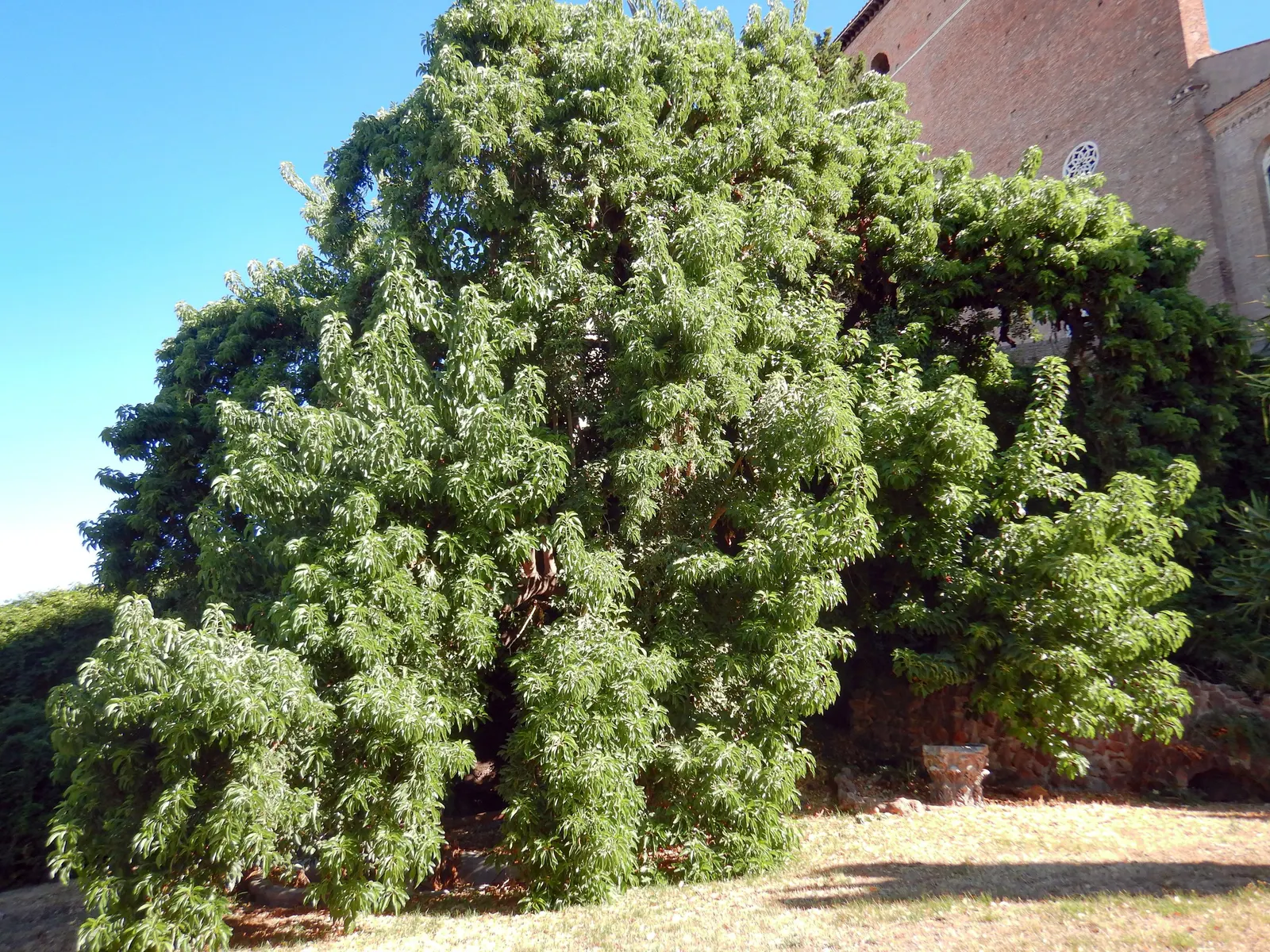 Ombu (Phytolacca Dioca) — bright green leaves emerge in leathery clusters and provide dense shade; which can affect nearby structures and pavements