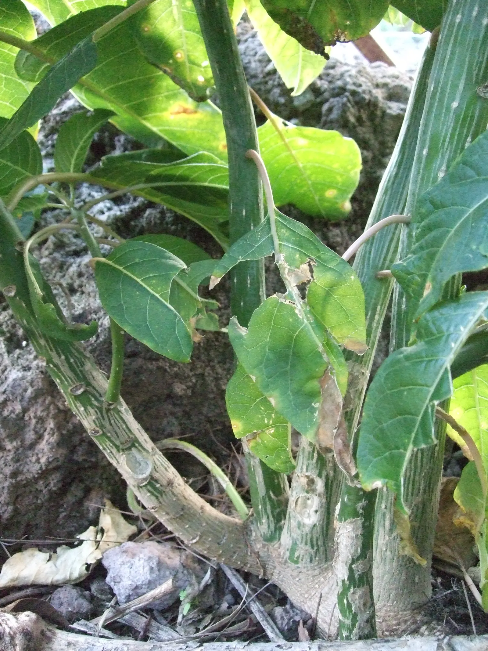 Ombu (Phytolacca Dioca) — is a remarkable and resilient specimen