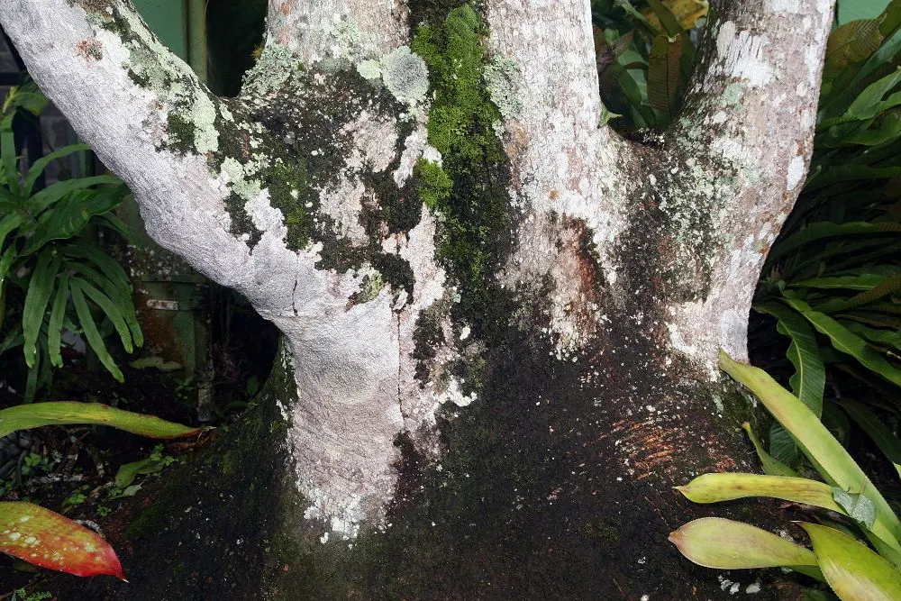 Ombu (Phytolacca Dioca) — a valuable characteristic for conservation-minded gardening.<br><br>Lush