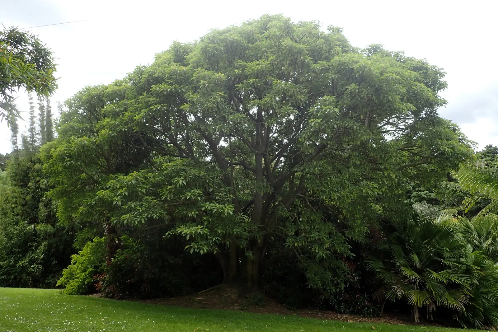 Ombu (Phytolacca Dioca) — It‚Äôs perfect for creating a dramatic landscape focal point; this trait ensures survival in dry conditions and reduces the need for