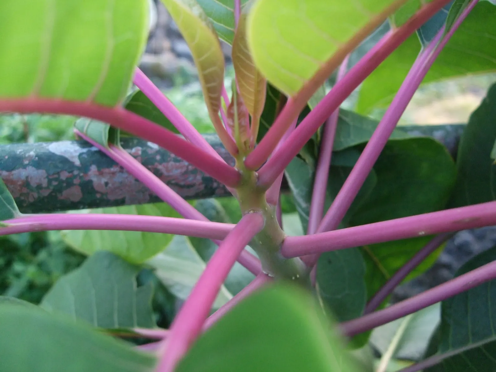 Ombu (Phytolacca Dioca) — scientifically named Phytolacca dioica
