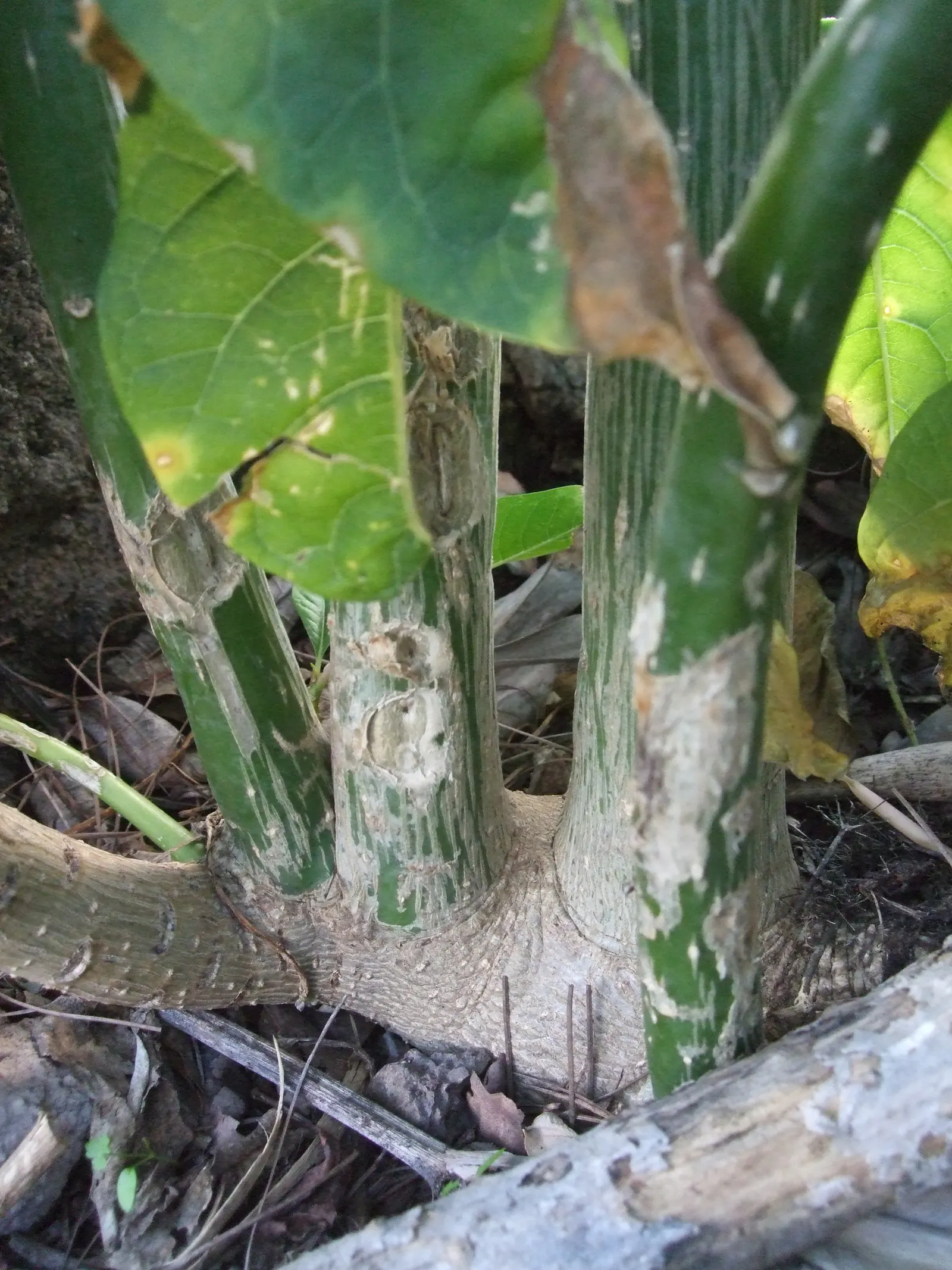 Ombu (Phytolacca Dioca) — while the tree itself grows to about 40 to 60 feet in height