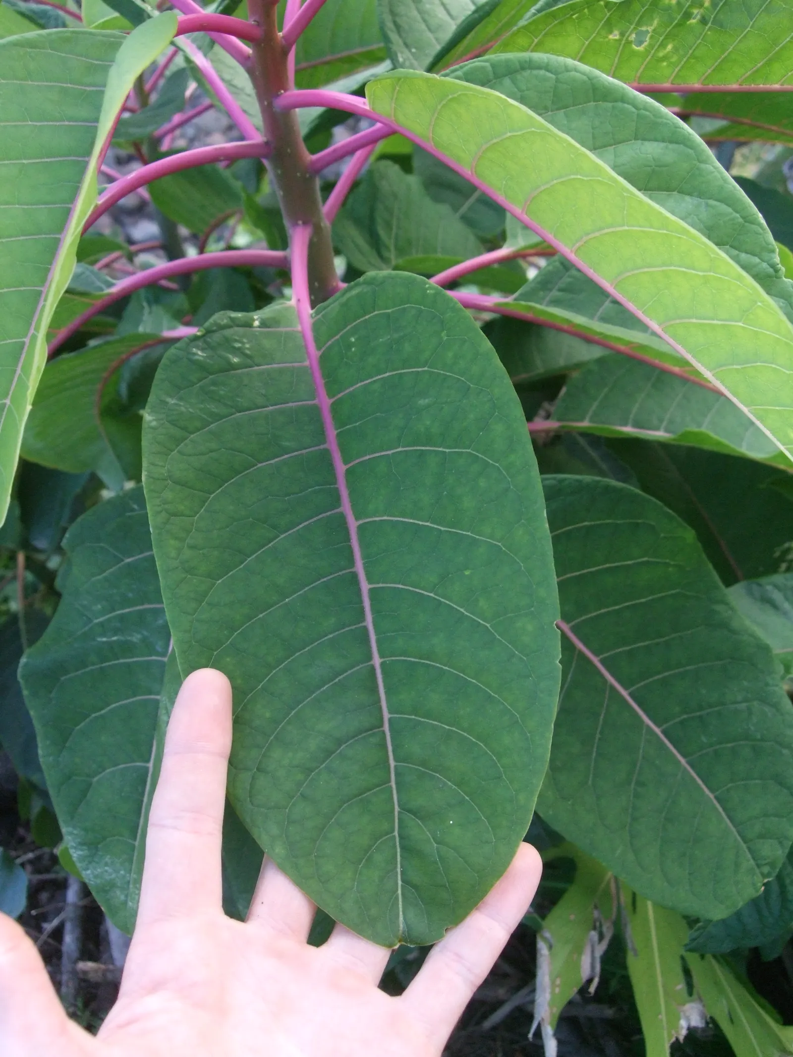 Ombu (Phytolacca Dioca) — yellow flowers in the garden; it is actually a fast-growing evergreen perennial