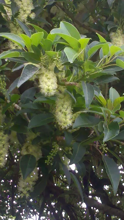 Ombu (Phytolacca Dioca) — Its robust, fire-resistant trunk grows to about 3-4 feet in diameter