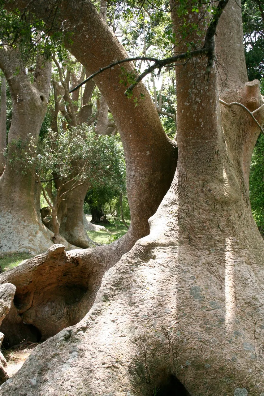 Ombu (Phytolacca Dioca) — tree with yellow blooms