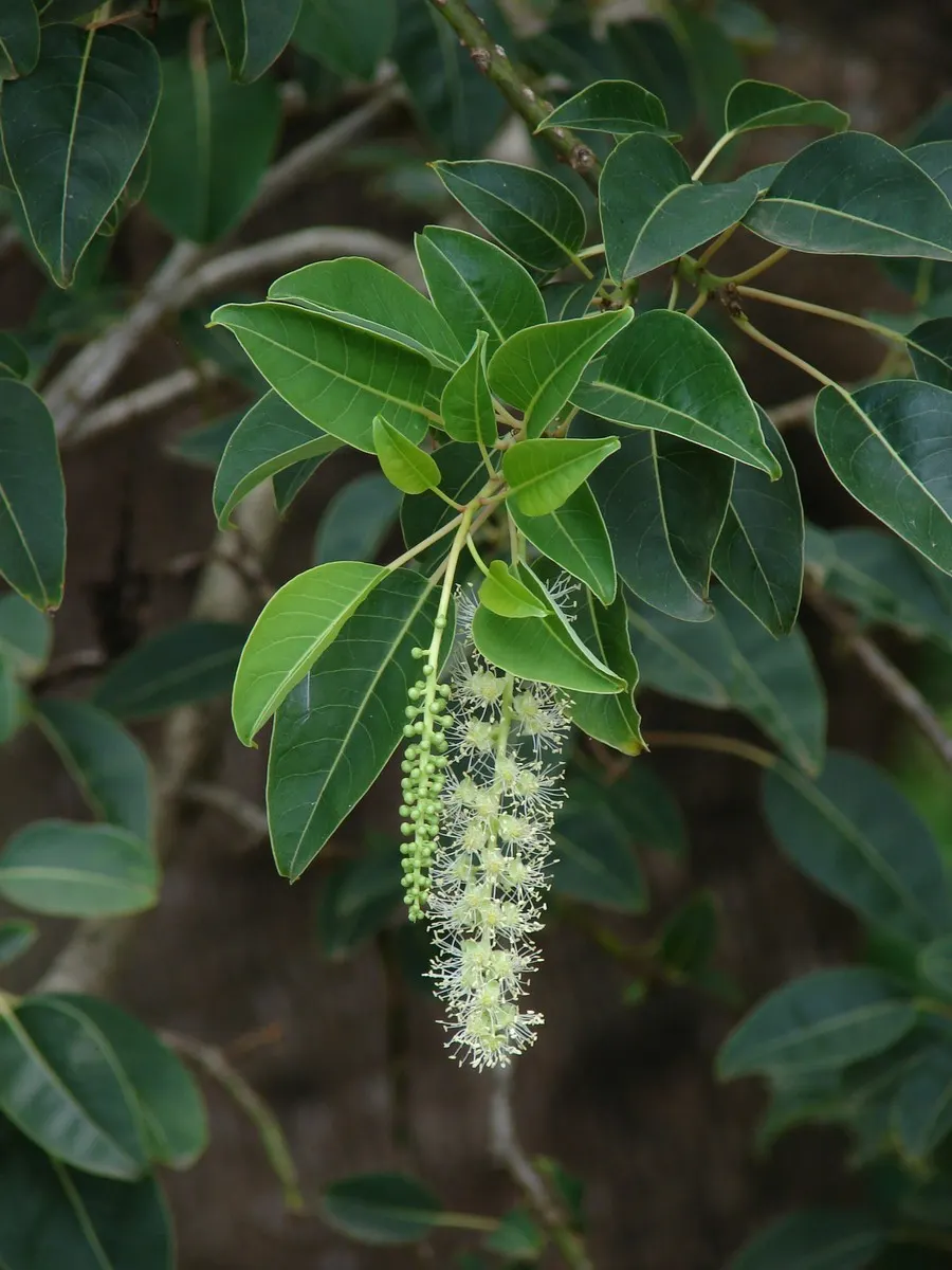 Ombu (Phytolacca Dioca) — yellow flowers in the garden