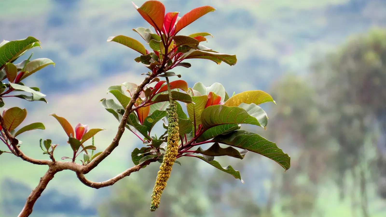 Ombu (Phytolacca Dioca) — reaching up to 60 feet wide