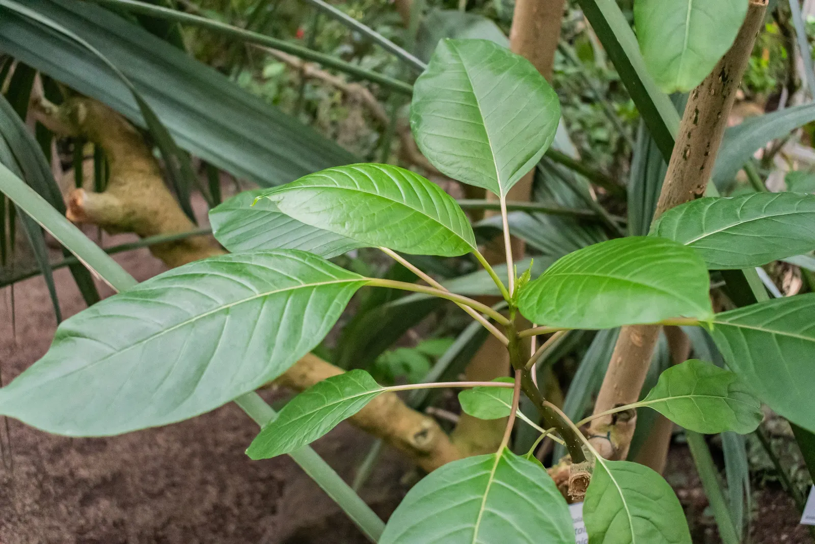 Ombu (Phytolacca Dioca) — allow ample room for growth and consider its extensive root system