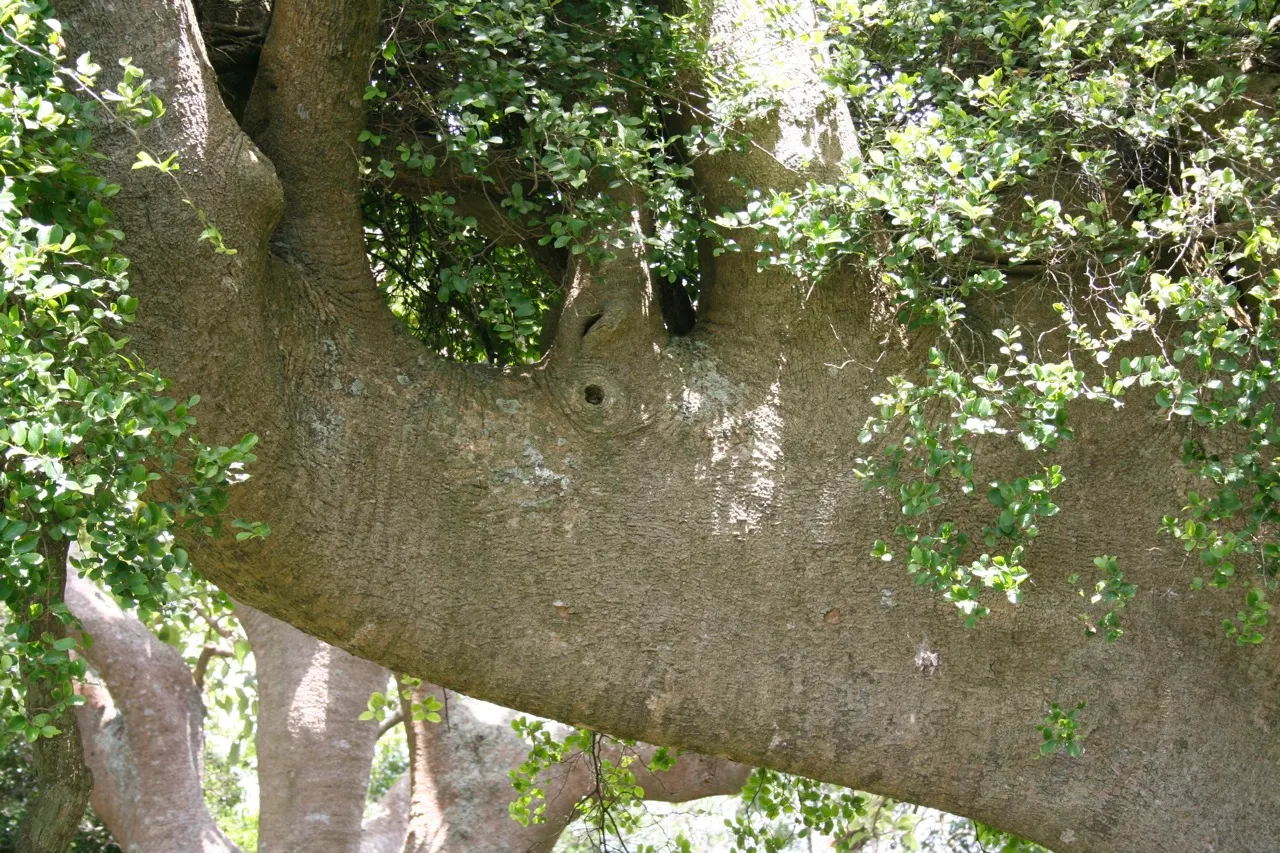 Ombu (Phytolacca Dioca) — tree for full