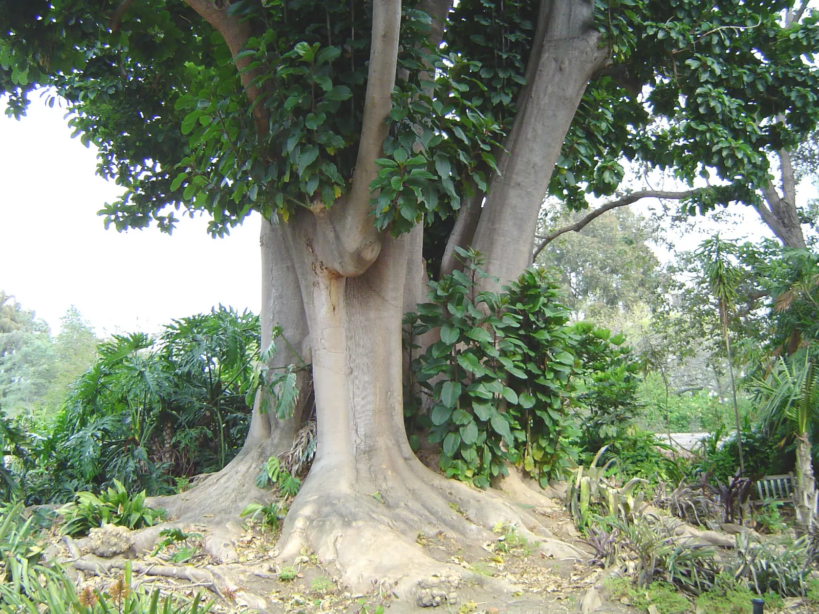 Ombu (Phytolacca Dioca) — The Ombu (Phytolacca dioica)