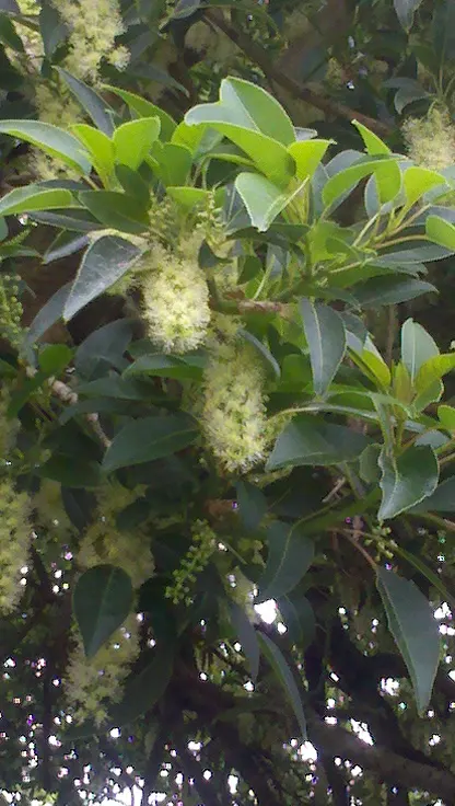 Ombu (Phytolacca Dioca) — is renowned for its massive