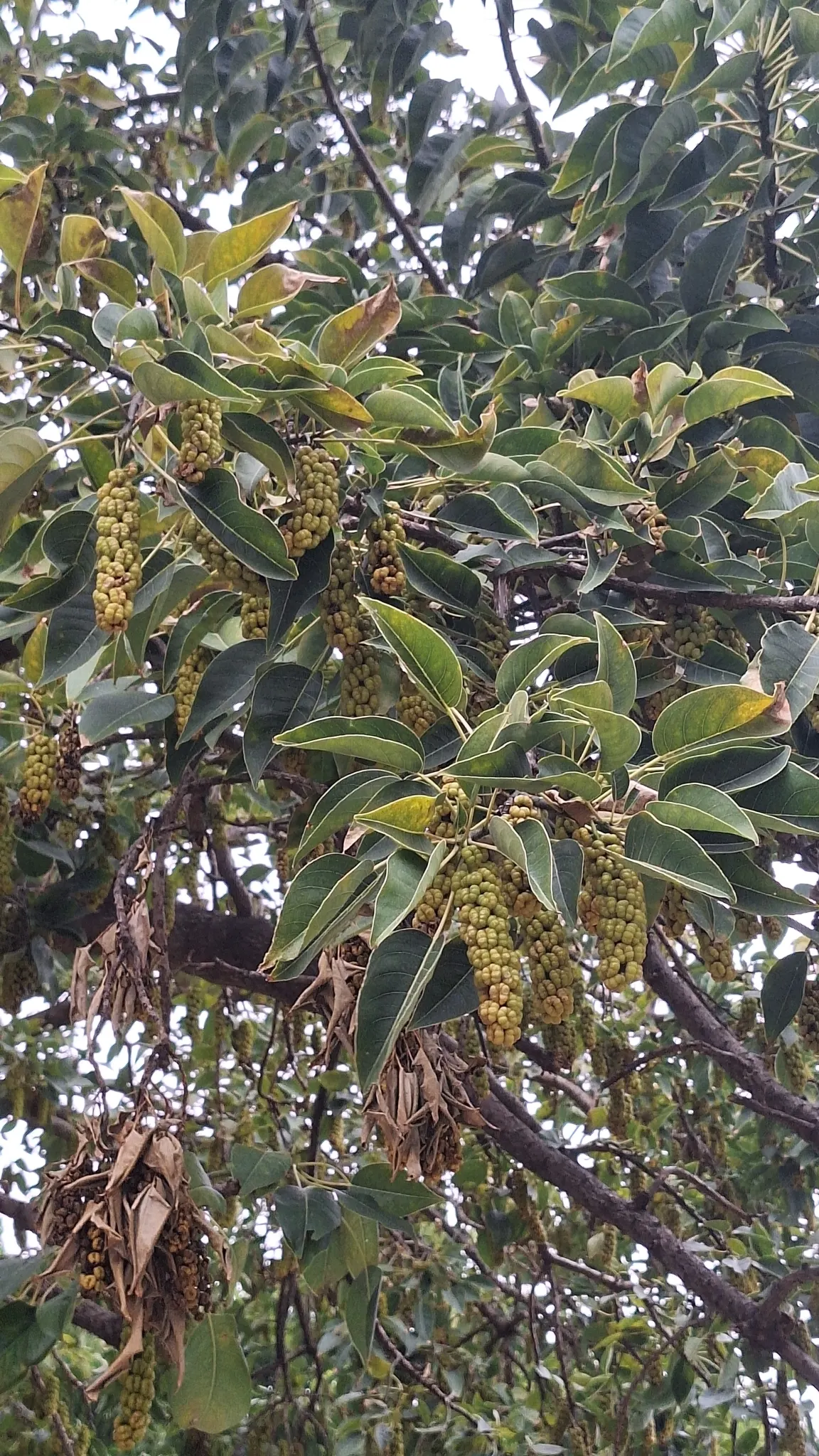 Ombu (Phytolacca Dioca) — which can affect nearby structures and pavements