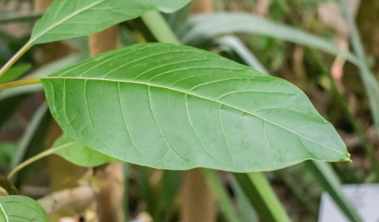 Ombu (Phytolacca Dioca) — It‚Äôs perfect for creating a dramatic landscape focal point