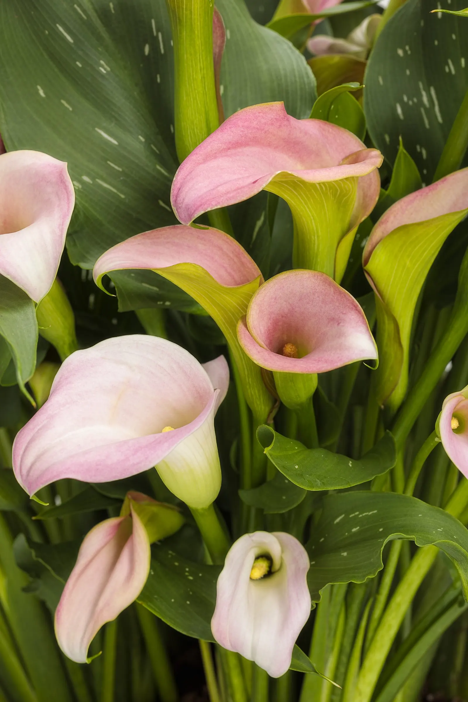 Princess Calla Lily (Zantedeschia) — chalice-like spathes held above fresh green foliage