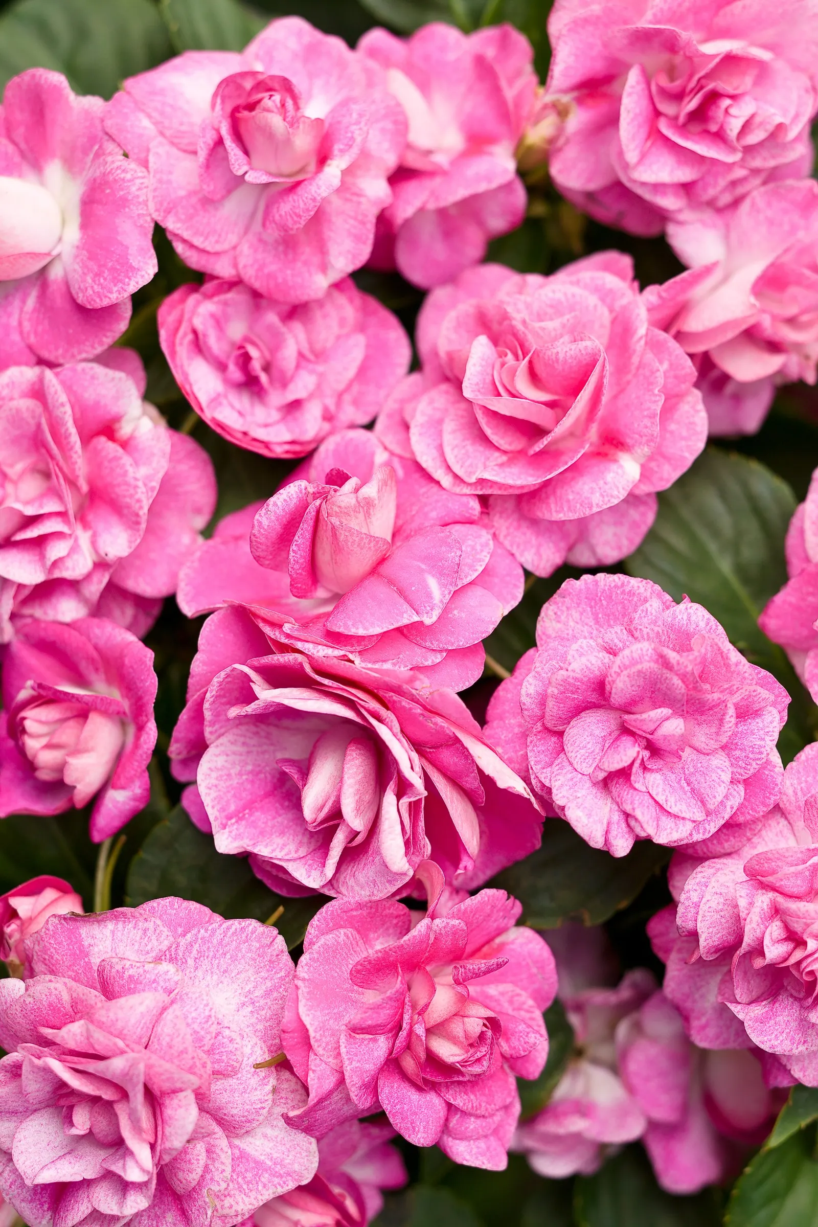 Rose Double Impatiens (Impatiens walleriana) — Proven Winners - Rockapulco® Rose - Double Impatiens - Impatiens walleriana pink plant details