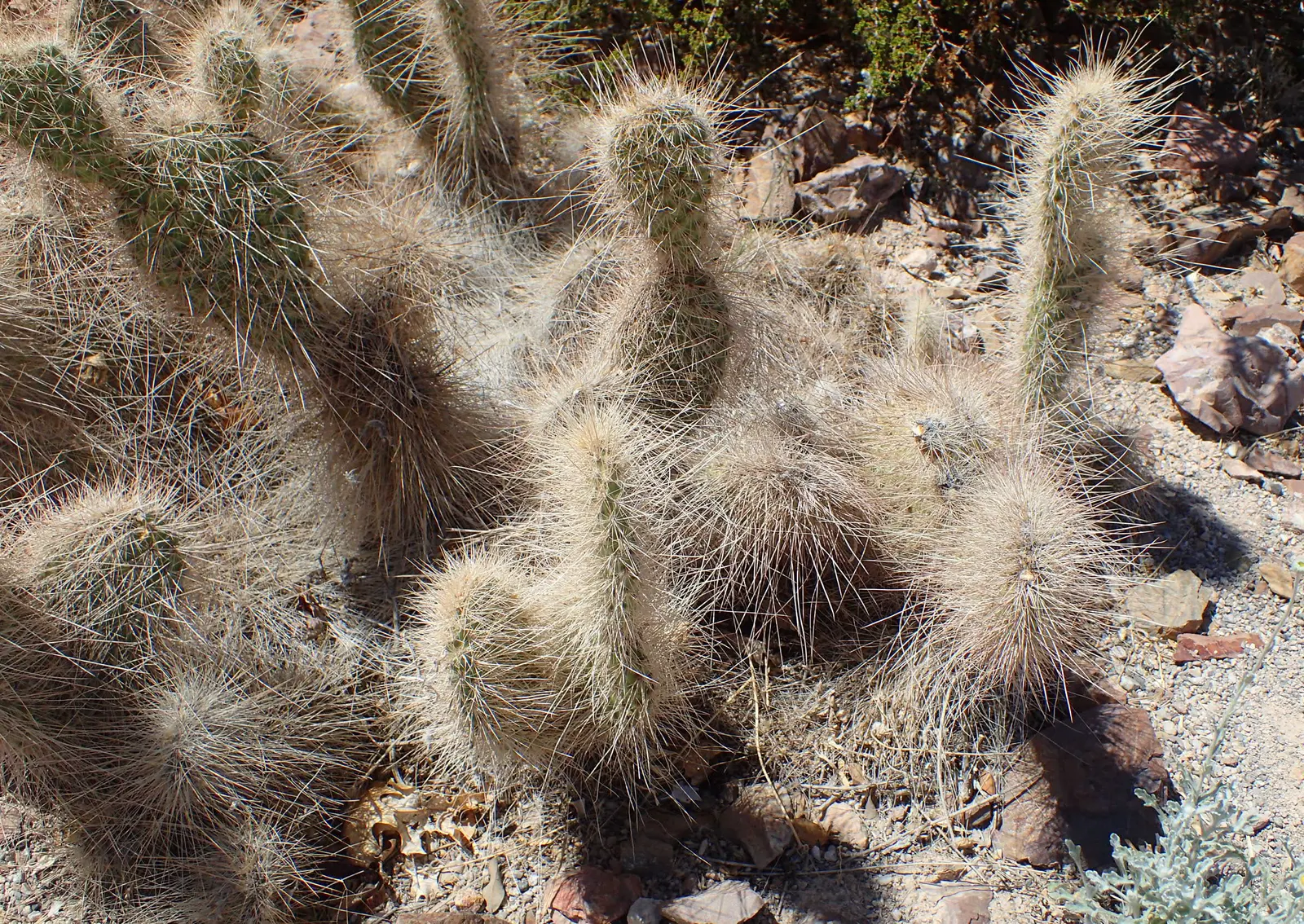 Old Man Prickly Pear (Opuntia Erinacea) — The Old Man Prickly Pear, or Opuntia erinacea, is a striking cactus native to the Southwest; drought-resistant, it