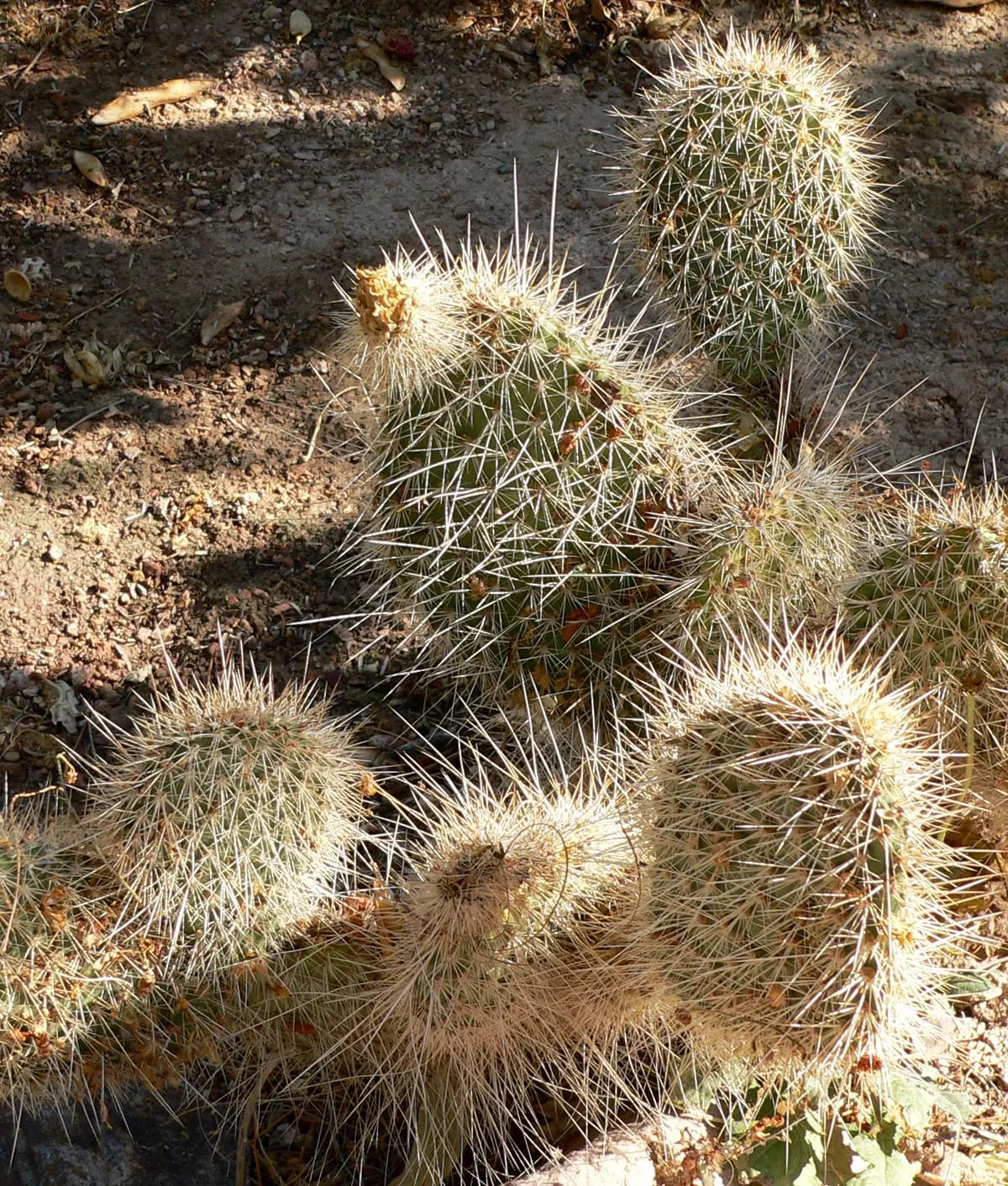 Old Man Prickly Pear (Opuntia Erinacea) — cactus for full or half; or providing a barrier to prevent accidental contact