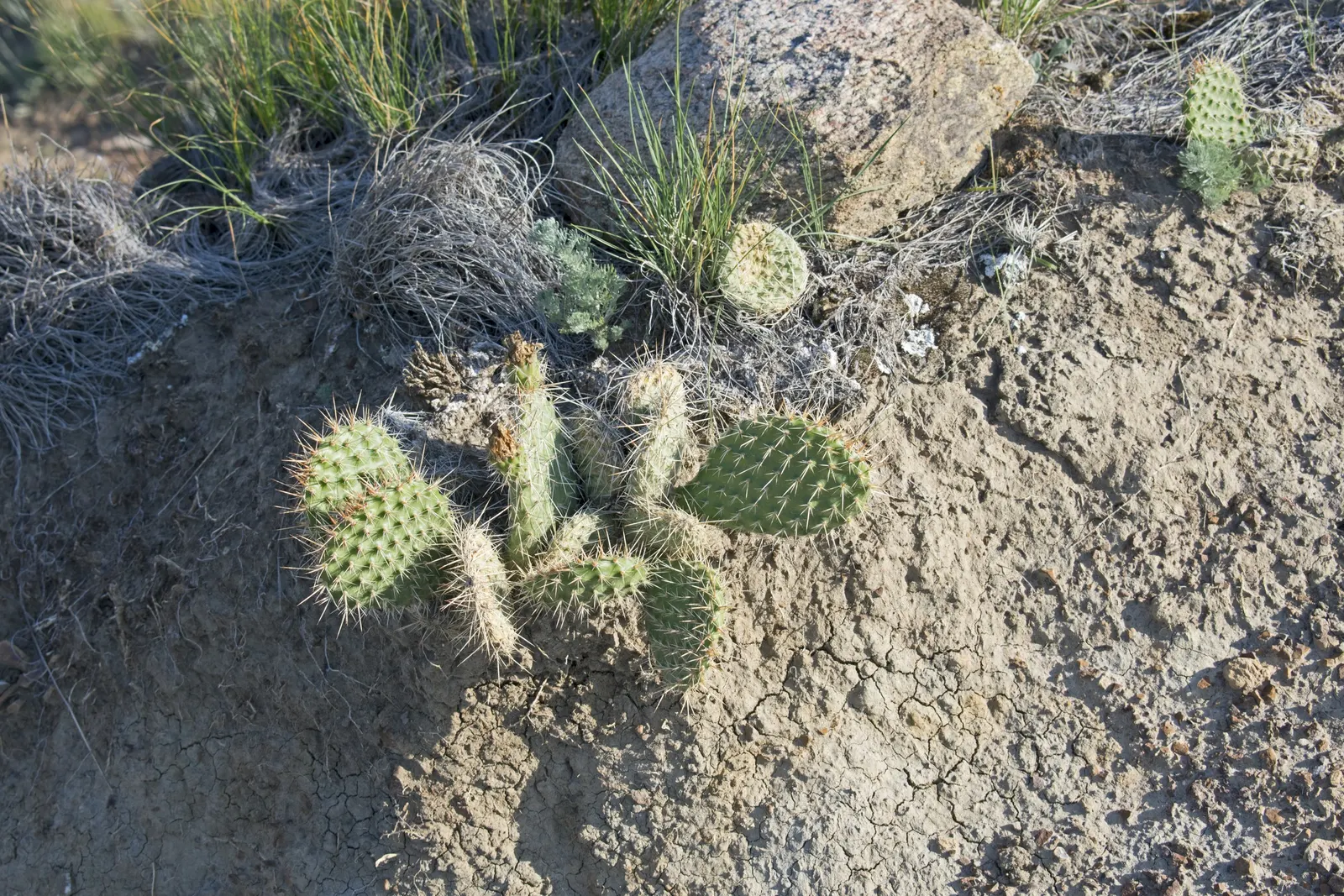 Old Man Prickly Pear (Opuntia Erinacea) — is a visually captivating species of cactus that excels in arid