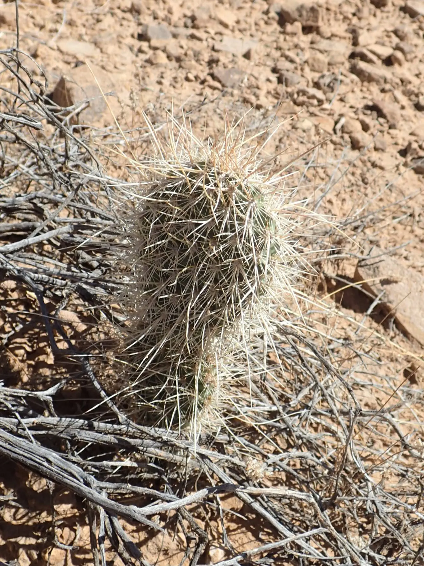 Old Man Prickly Pear (Opuntia Erinacea) — the cactus earns its name from the grayish-white; hair-like spines covering its paddle-like pads