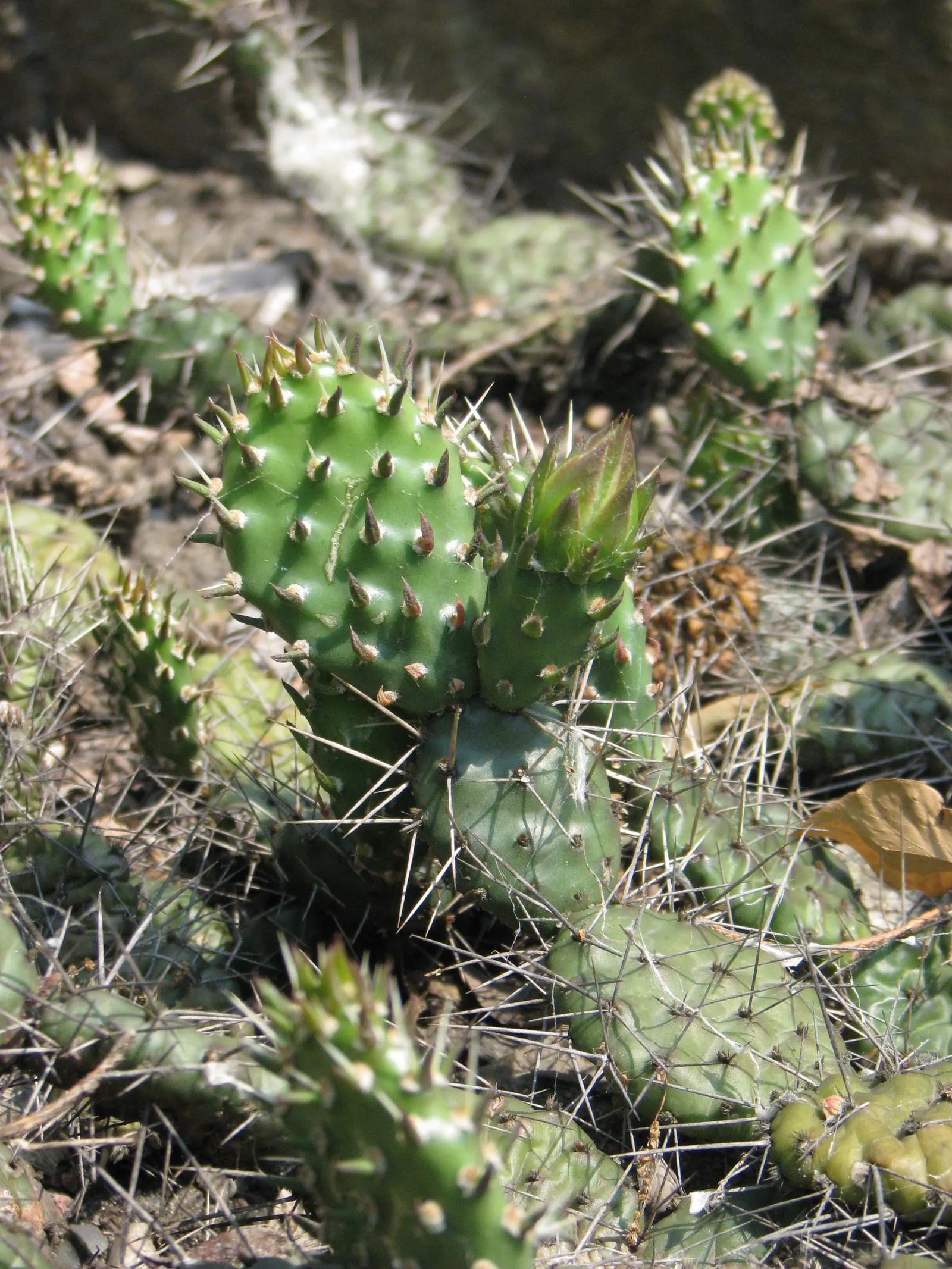 Old Man Prickly Pear (Opuntia Erinacea) — cactus with pink and yellow blooms; the Old Man Prickly Pear is remarkably drought-tolerant once established
