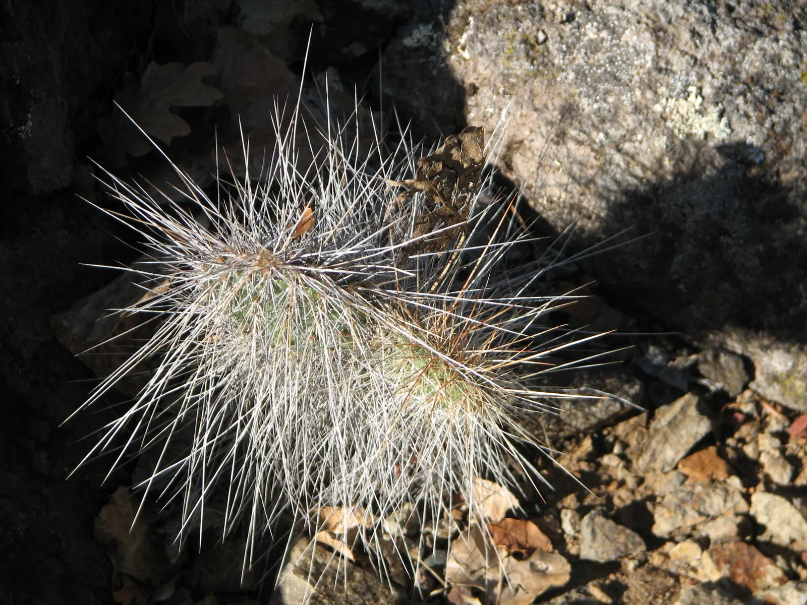 Old Man Prickly Pear (Opuntia Erinacea) — Ideal for USDA hardiness zones 8 through 11; the cactus earns its name from the grayish-white, image 55