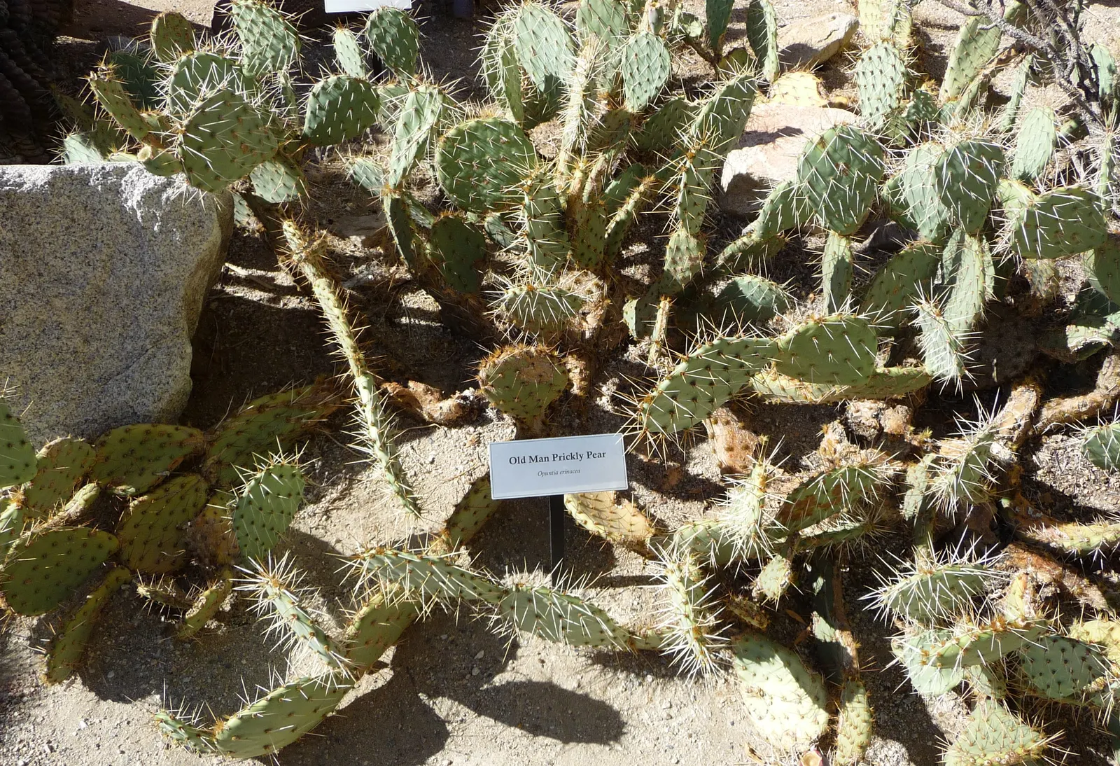 Old Man Prickly Pear (Opuntia Erinacea) — hair-like spines covering its paddle-like pads