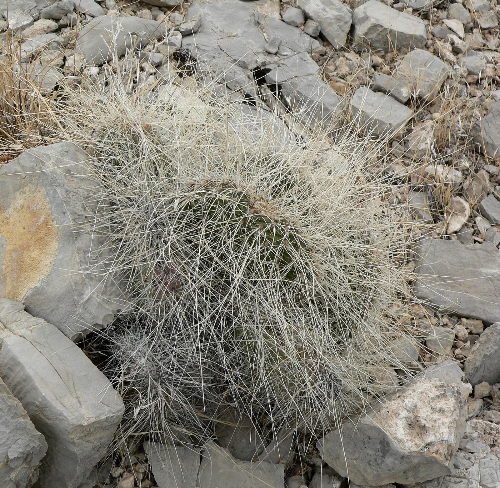 Old Man Prickly Pear (Opuntia Erinacea) — is a visually captivating species of cactus that excels in arid; the Old Man Prickly Pear exhibits yellow, image 72