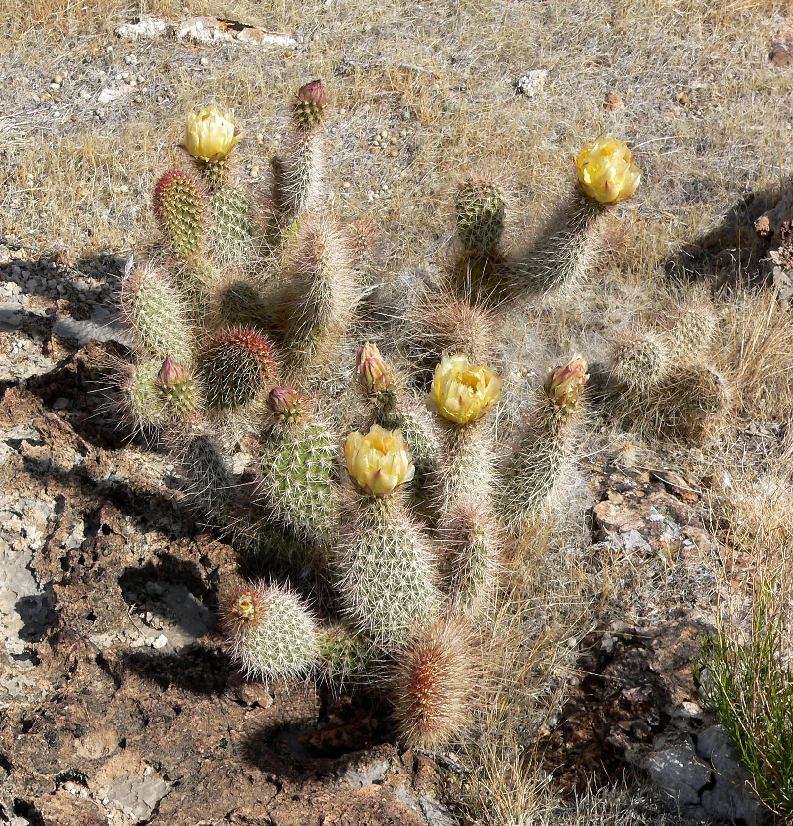 Old Man Prickly Pear (Opuntia Erinacea) — Drought-resistant, it requires minimal maintenance and thrives in full sun with well-drained soil