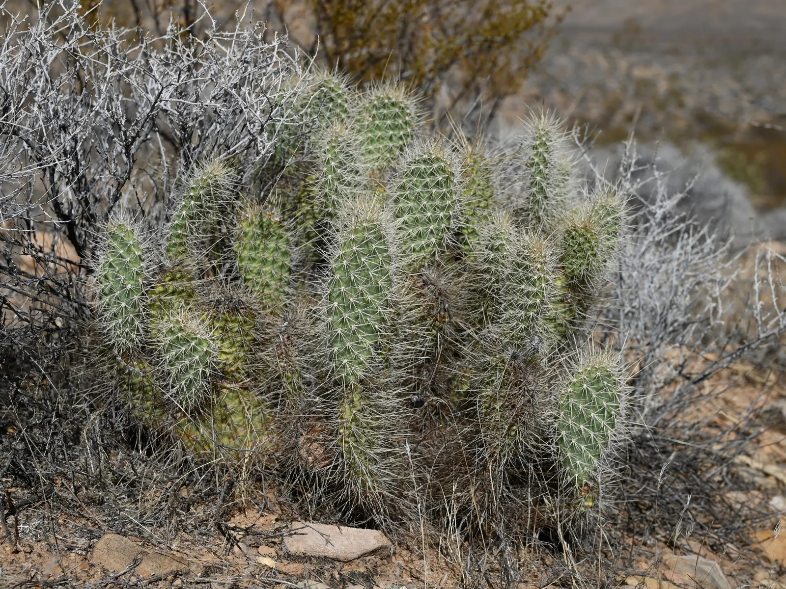 Old Man Prickly Pear (Opuntia Erinacea) — it is important to consider its mature size