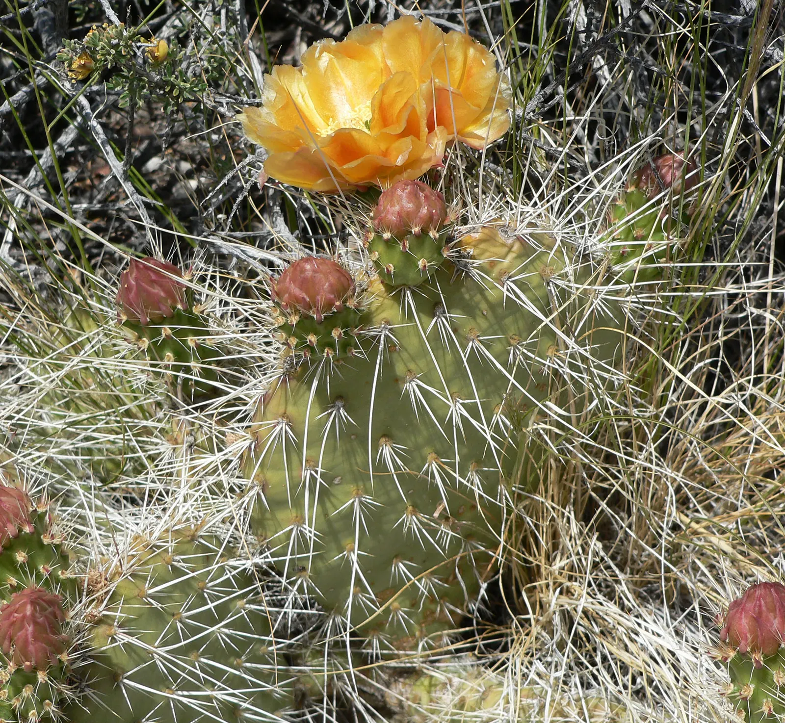 Old Man Prickly Pear (Opuntia Erinacea) — cactus with pink and yellow blooms; the Old Man Prickly Pear is remarkably drought-tolerant once, image 65