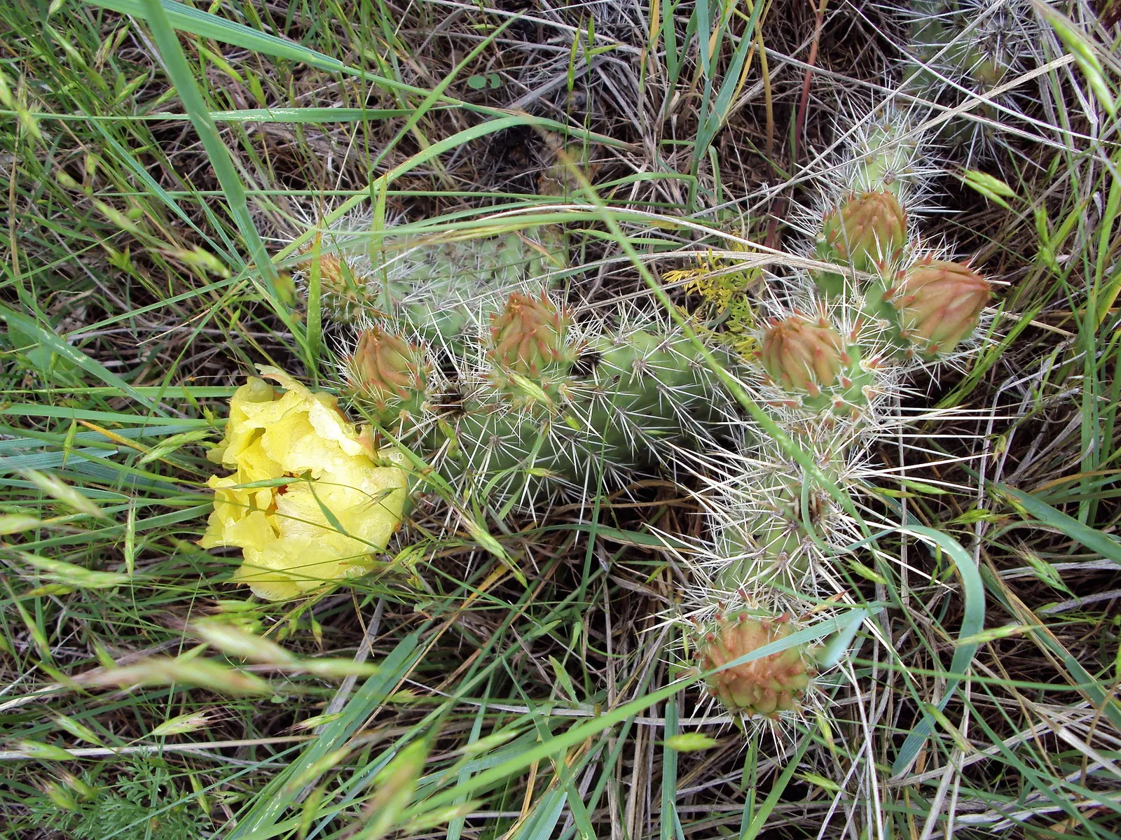 Old Man Prickly Pear (Opuntia Erinacea) — Ideal for USDA hardiness zones 8 through 11; the cactus earns its name from the grayish-white, image 77
