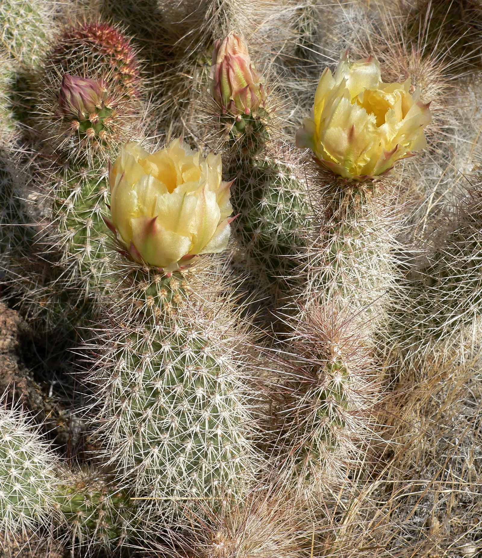 Old Man Prickly Pear (Opuntia Erinacea) — Planting it in areas away from high foot traffic is advisable