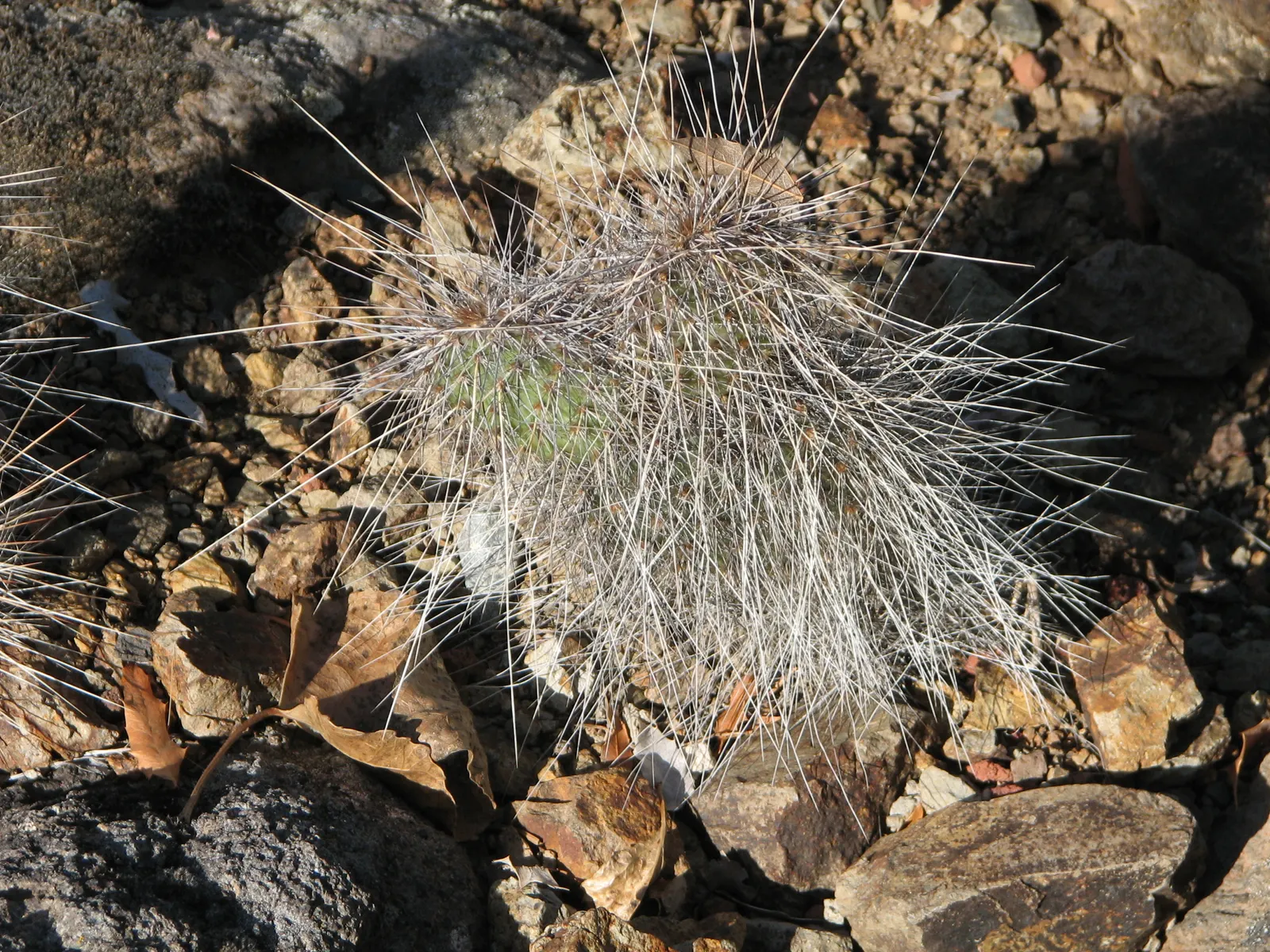 Old Man Prickly Pear (Opuntia Erinacea) — Planting it in areas away from high foot traffic is advisable; it is important to consider its mature size, image 62