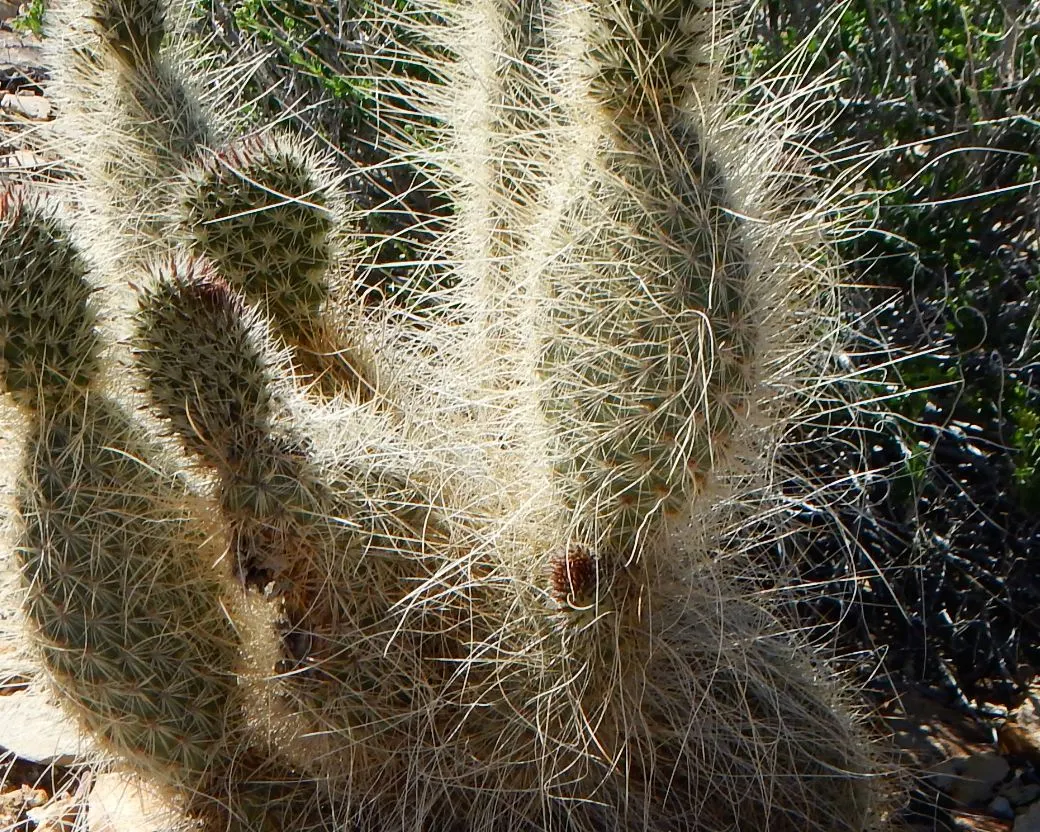Old Man Prickly Pear (Opuntia Erinacea) — The cactus typically grows up to 2 to 3 feet in height and can spread equally as wide; known for its, image 58