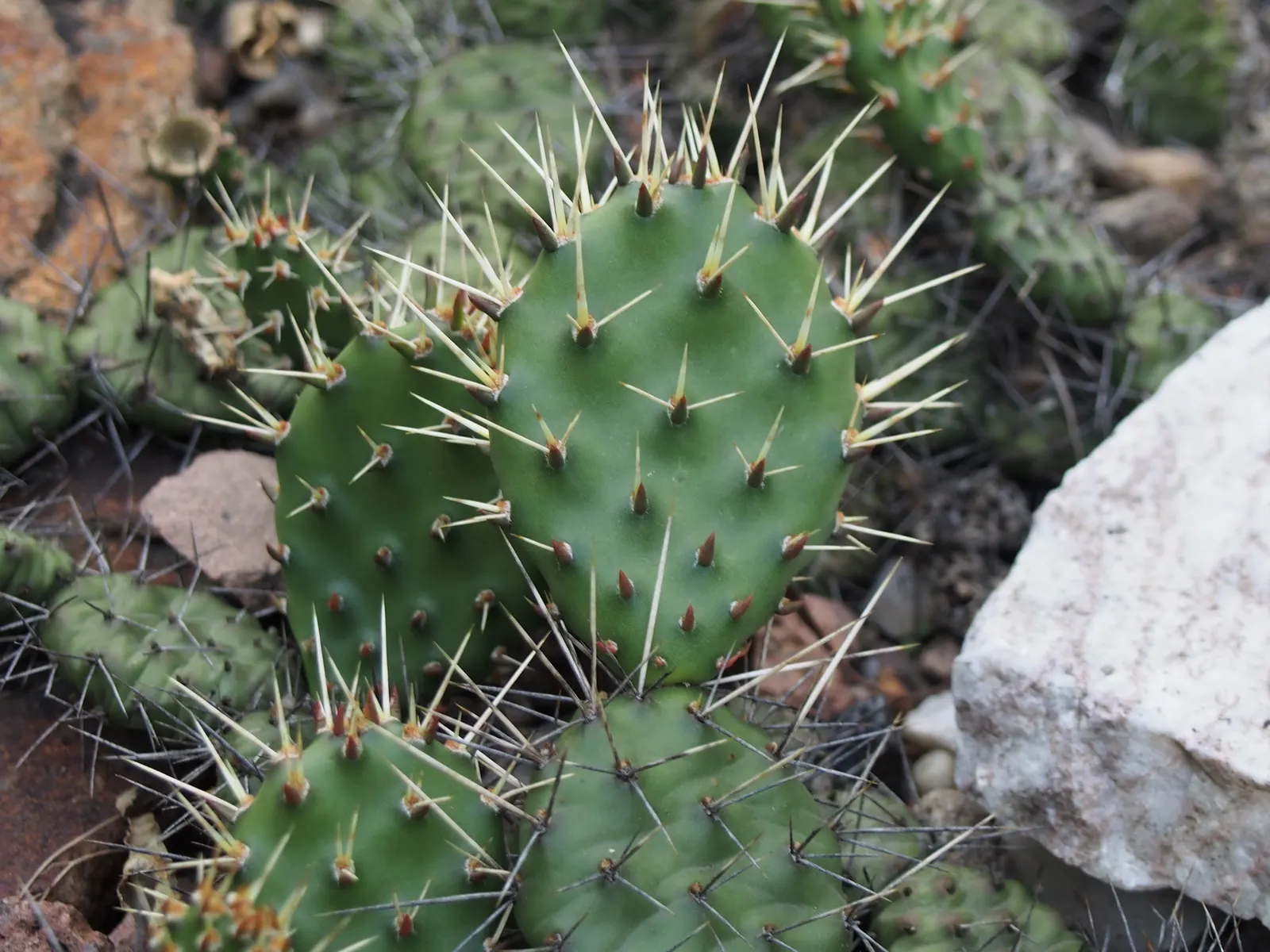 Old Man Prickly Pear (Opuntia Erinacea) — the Old Man Prickly Pear is remarkably drought-tolerant once established; pads are succulent and, image 56
