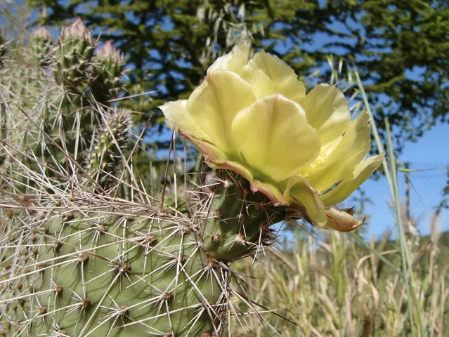 Old Man Prickly Pear (Opuntia Erinacea) — or providing a barrier to prevent accidental contact; pink and yellow flowers in the garden, image 63