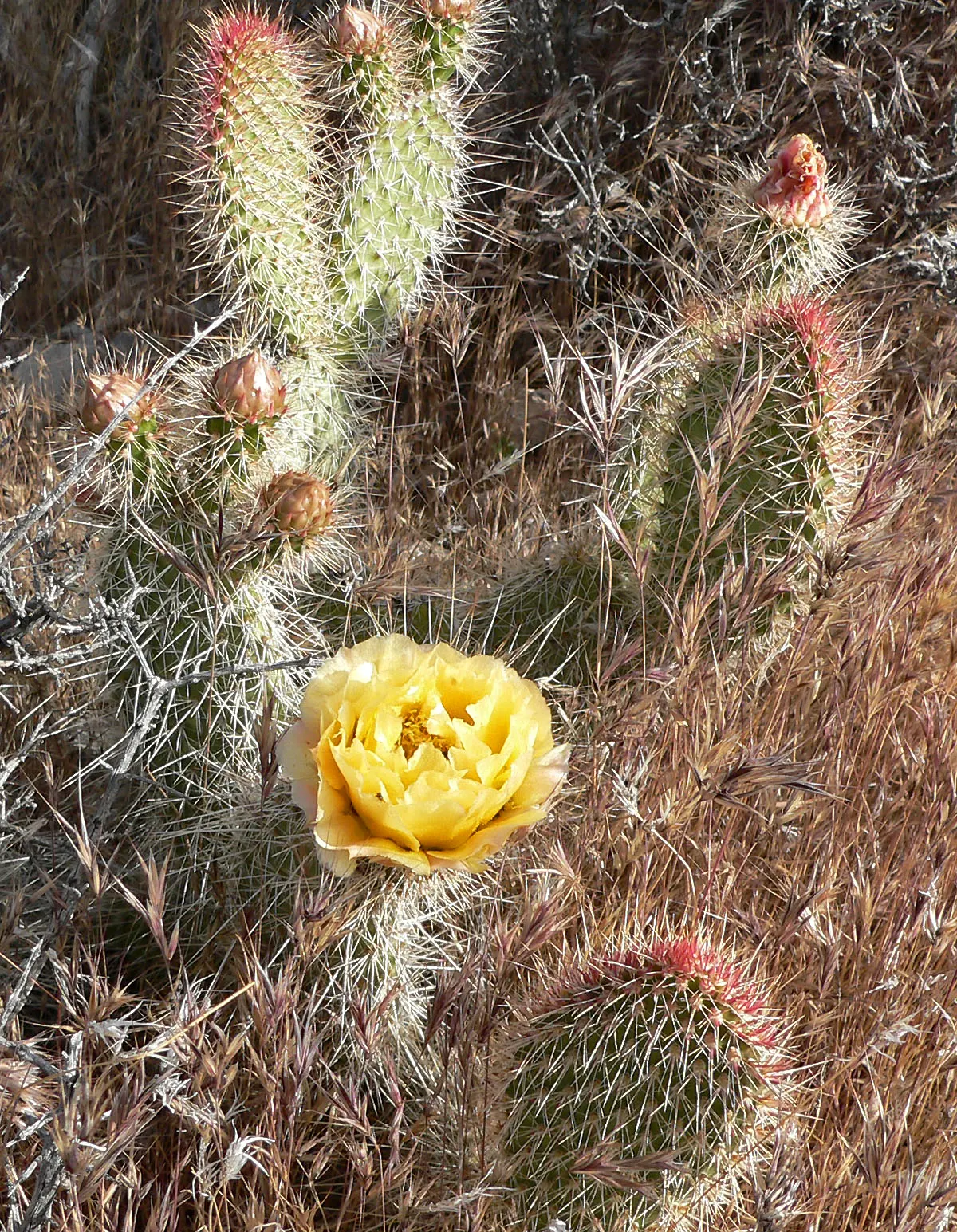 Old Man Prickly Pear (Opuntia Erinacea) — Ideal for USDA hardiness zones 8 through 11; the cactus earns its name from the grayish-white