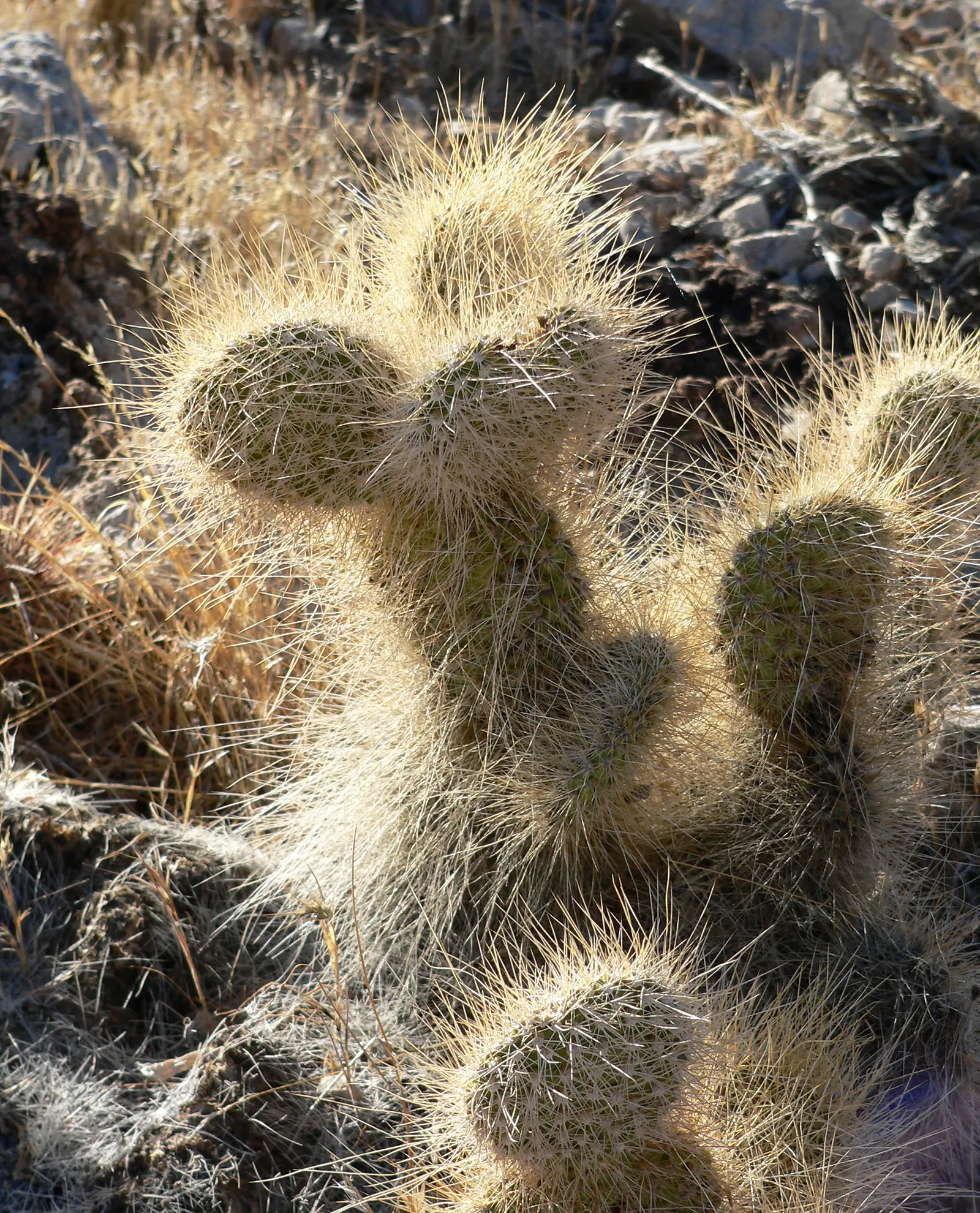 Old Man Prickly Pear (Opuntia Erinacea) — cactus for full or half; or providing a barrier to prevent accidental contact, image 66