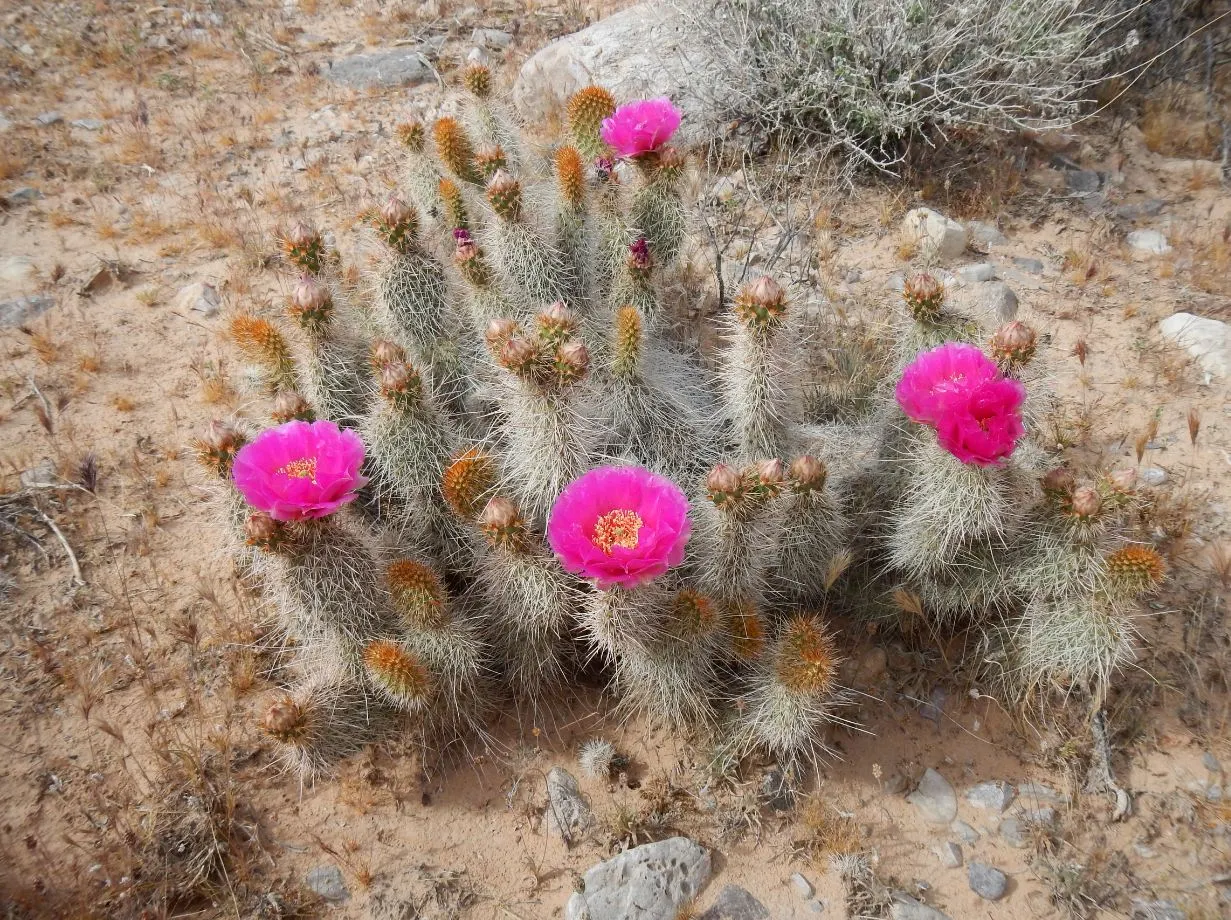 Old Man Prickly Pear (Opuntia Erinacea) — The cactus typically grows up to 2 to 3 feet in height and can spread equally as wide; known for its distinctive