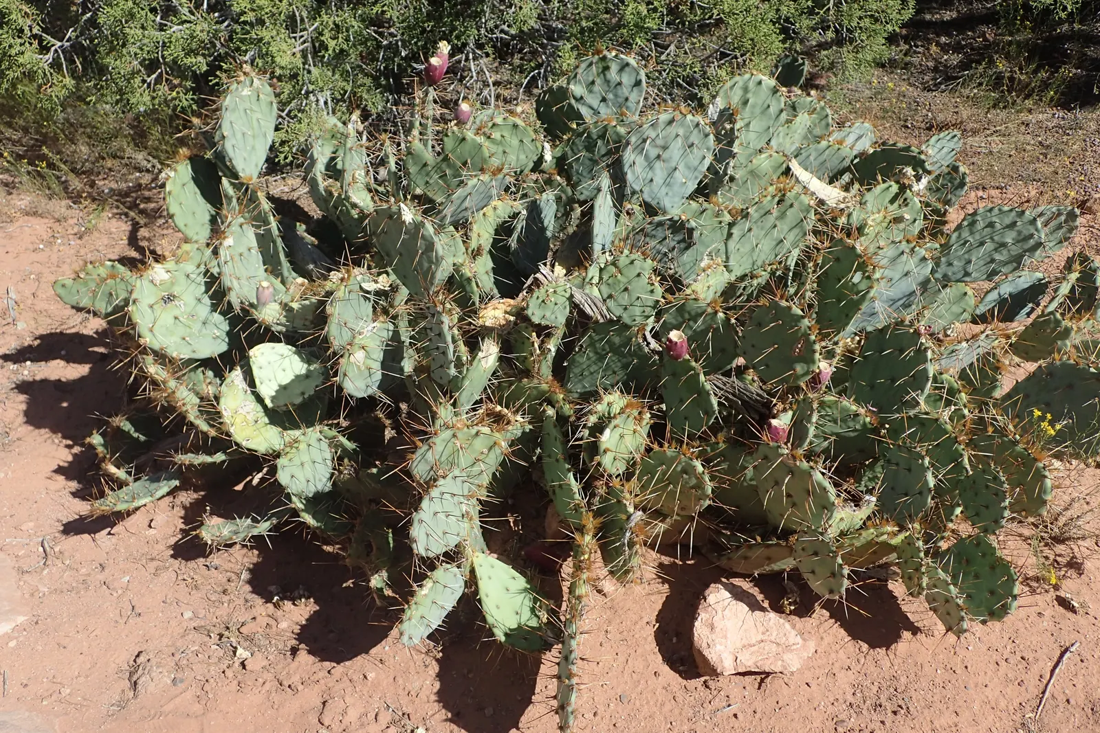 Old Man Prickly Pear (Opuntia Erinacea) — Characterized by its dense cover of white or yellow spines that resemble an old man's beard; ideal for, image 68