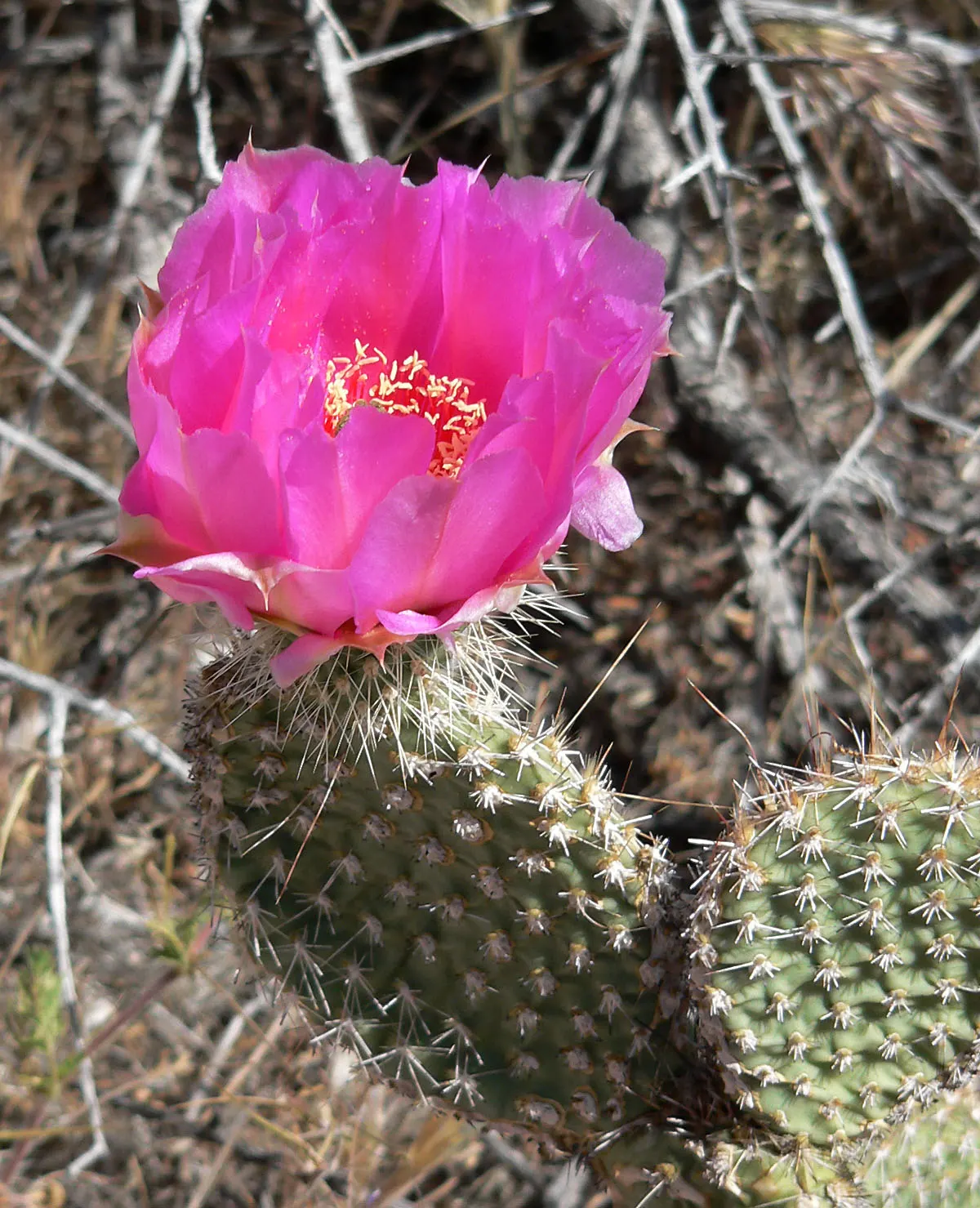 Old Man Prickly Pear (Opuntia Erinacea) — It blooms bright yellow flowers in late spring, adding a vibrant touch to arid landscapes; evoking the, image 71