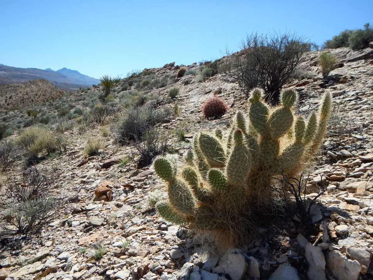 Old Man Prickly Pear (Opuntia Erinacea) — it is important to consider its mature size; cactus for full or half, image 57