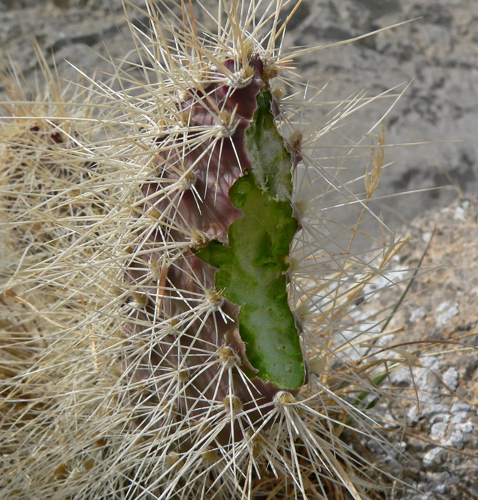 Old Man Prickly Pear (Opuntia Erinacea) — evoking the image of an elderly gentleman's beard; the Old Man Prickly Pear, or Opuntia erinacea, is a, image 76